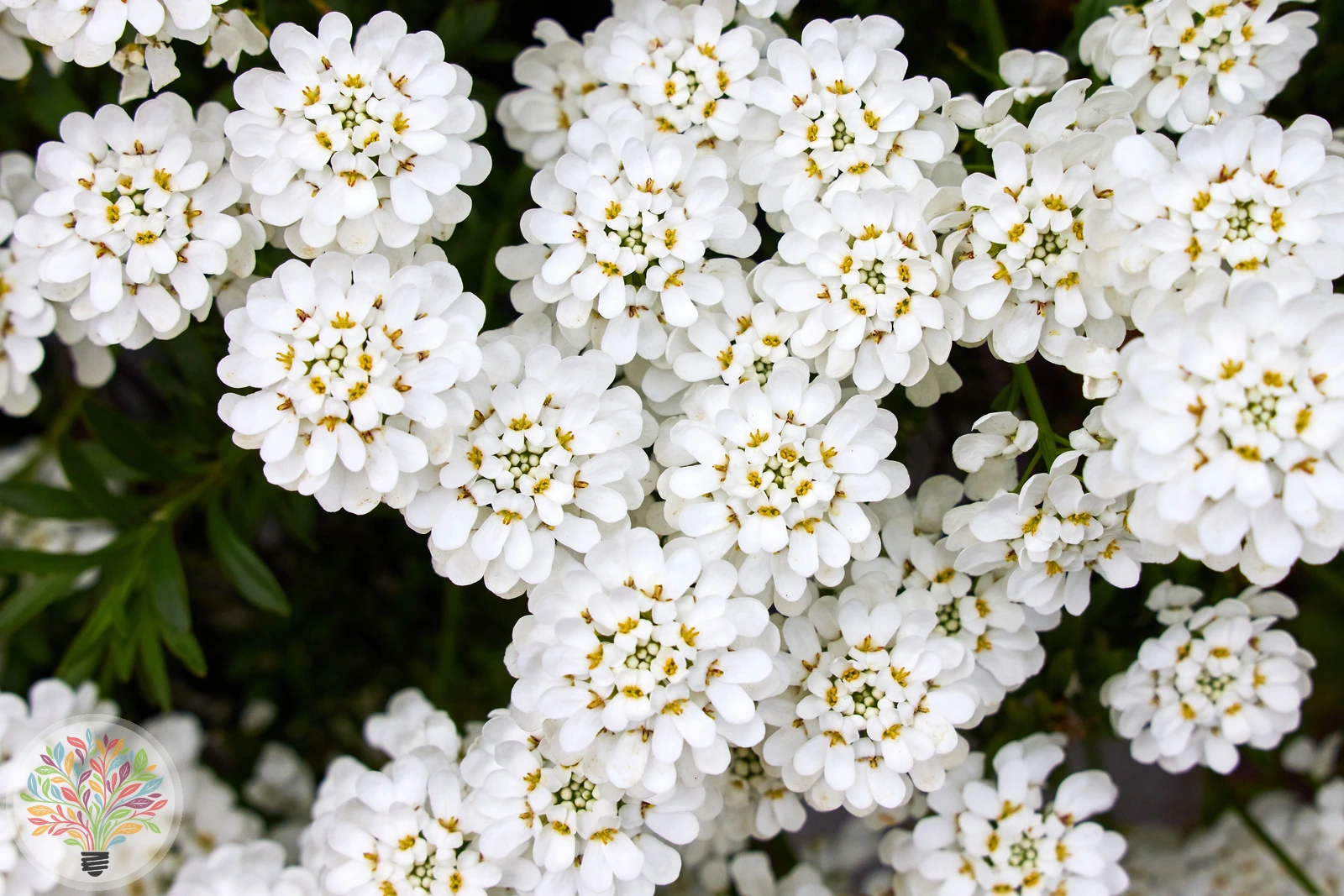 Iberis sempervirens – Afbeelding 3 van 3