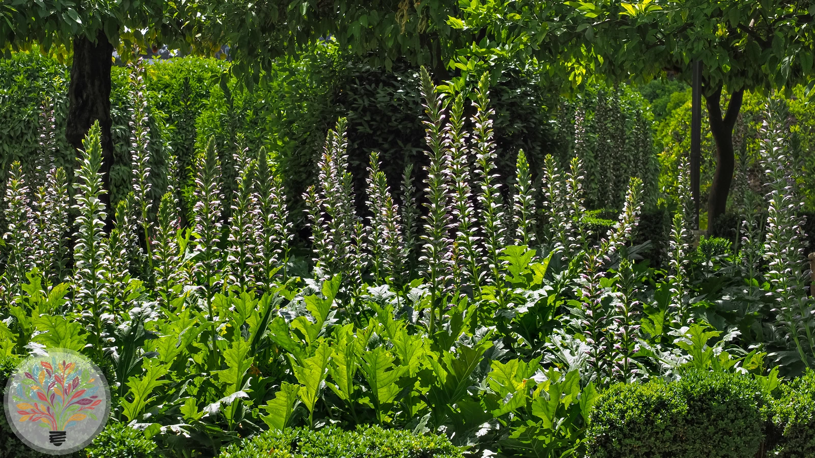 Acanthus mollis – Afbeelding 2 van 4