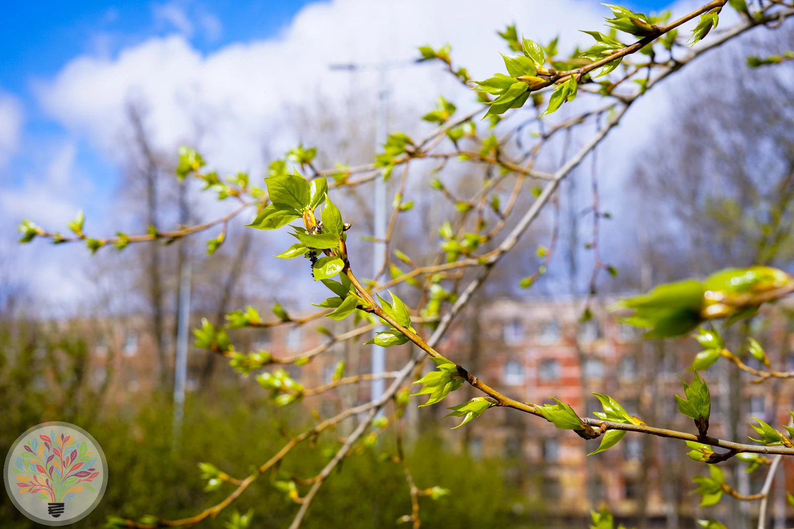 Populus balsamifera – Afbeelding 2 van 3
