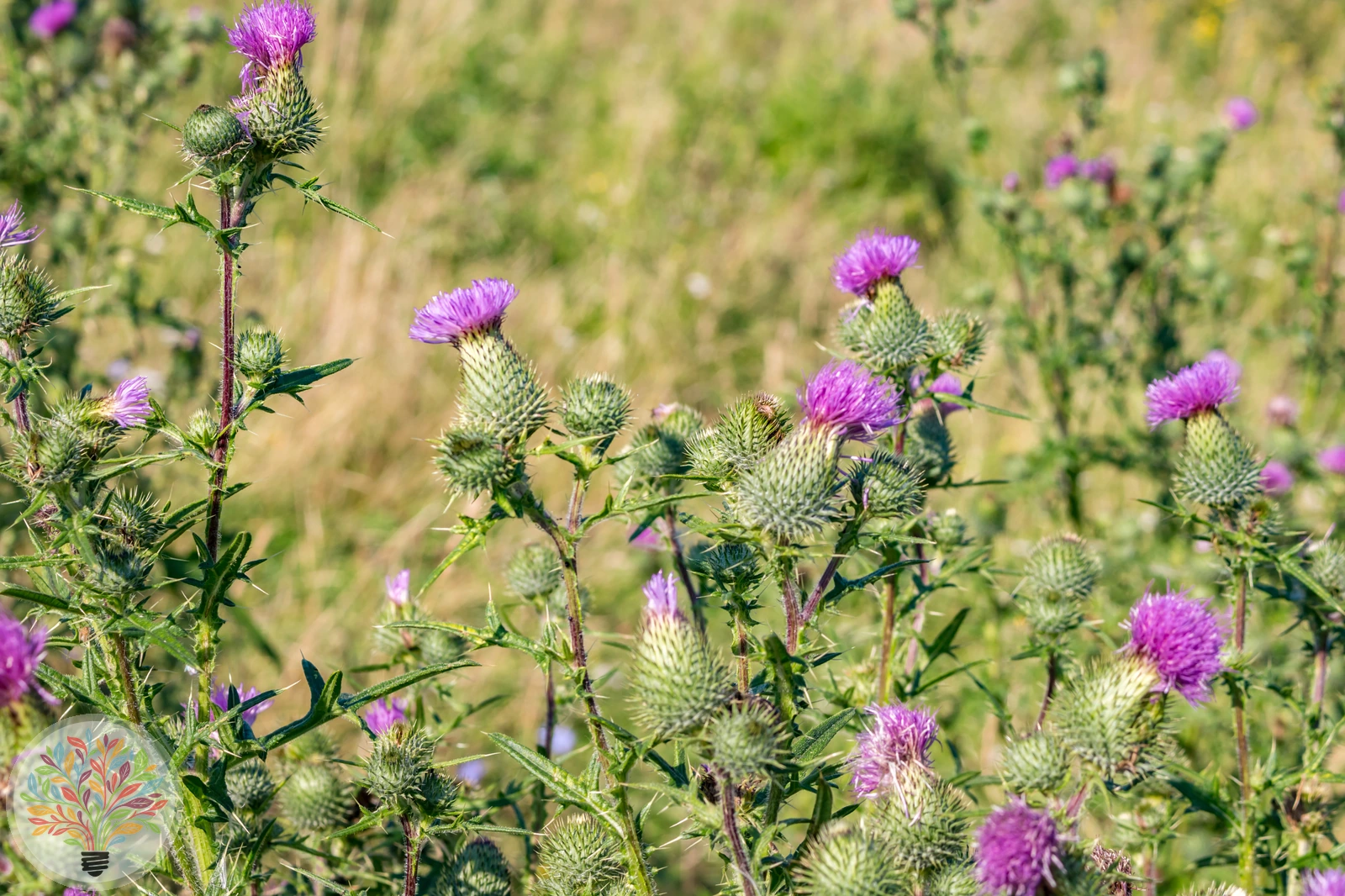 Lanzett-Kratzdistel – Bild 3 von 4
