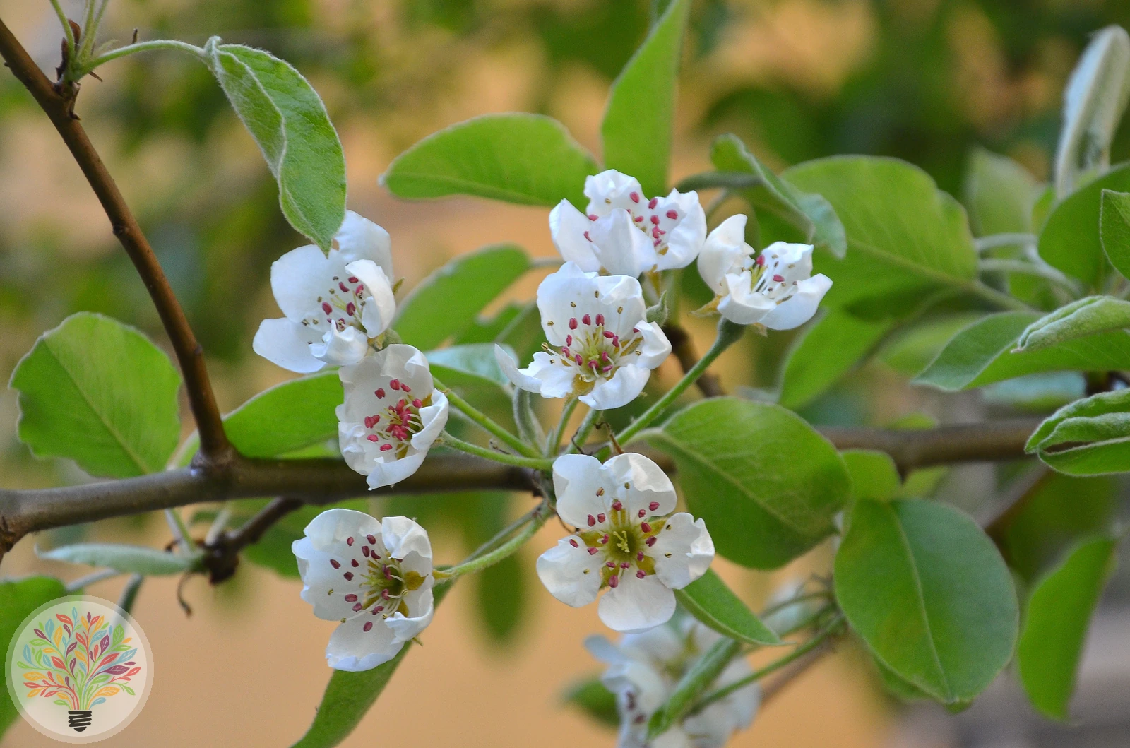 Pyrus communis – Afbeelding 2 van 18