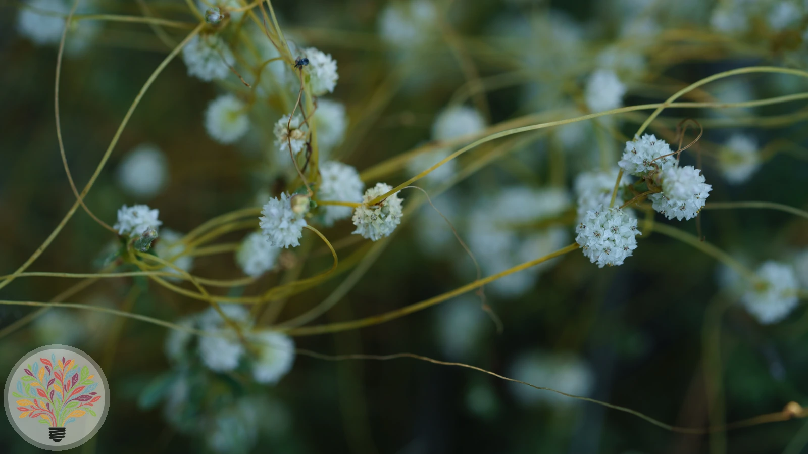 Cuscuta epithymum – Afbeelding 1 van 2
