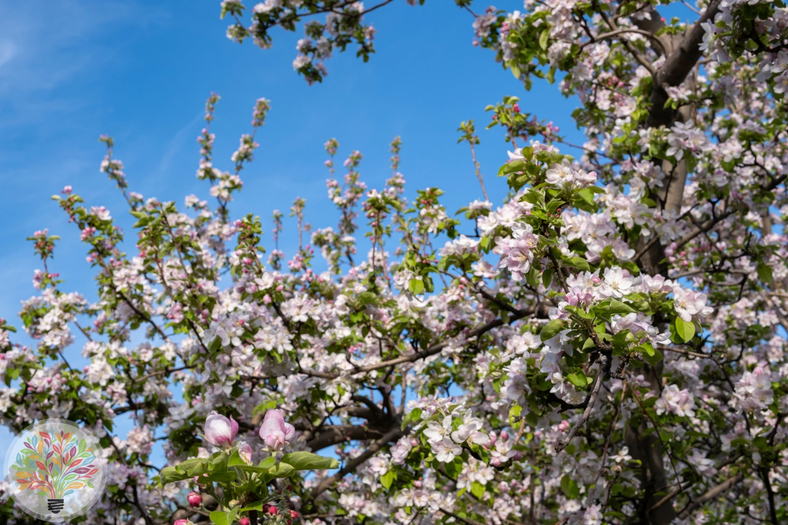 Malus domestica – Afbeelding 2 van 22