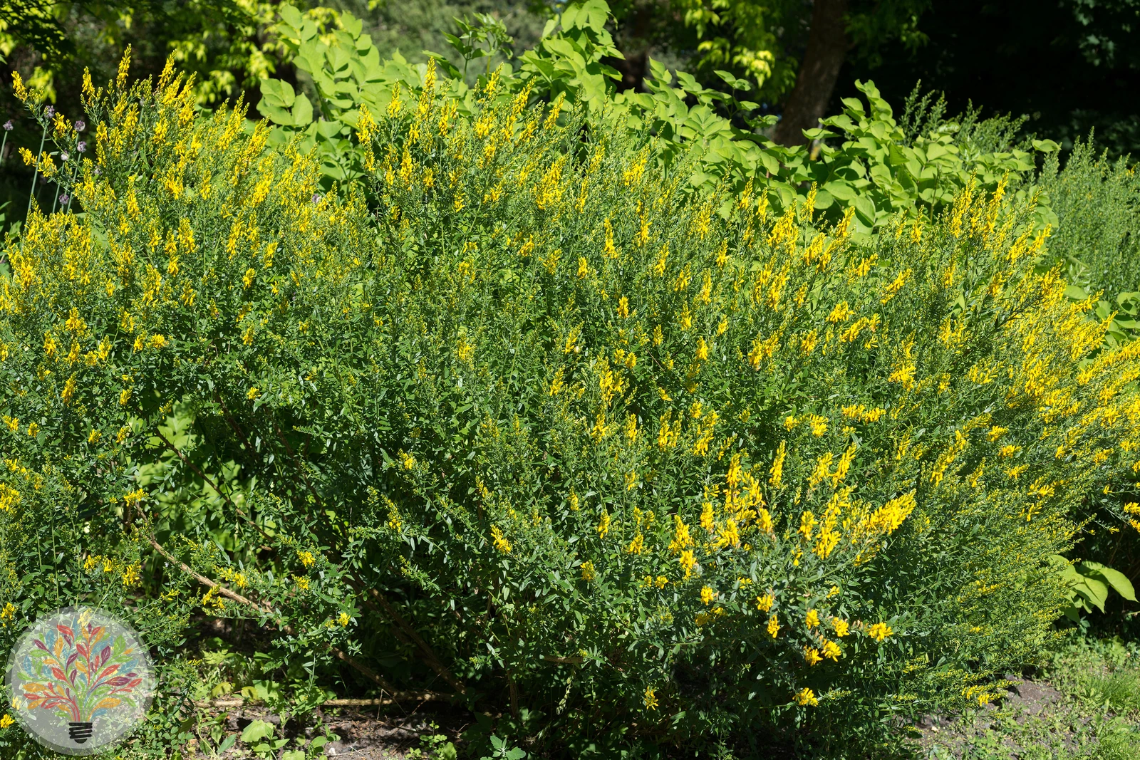 Färber-Ginster – Bild 2 von 2