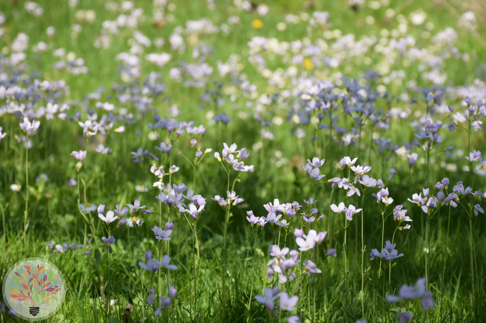 Wiesen-Schaumkraut – Bild 2 von 3