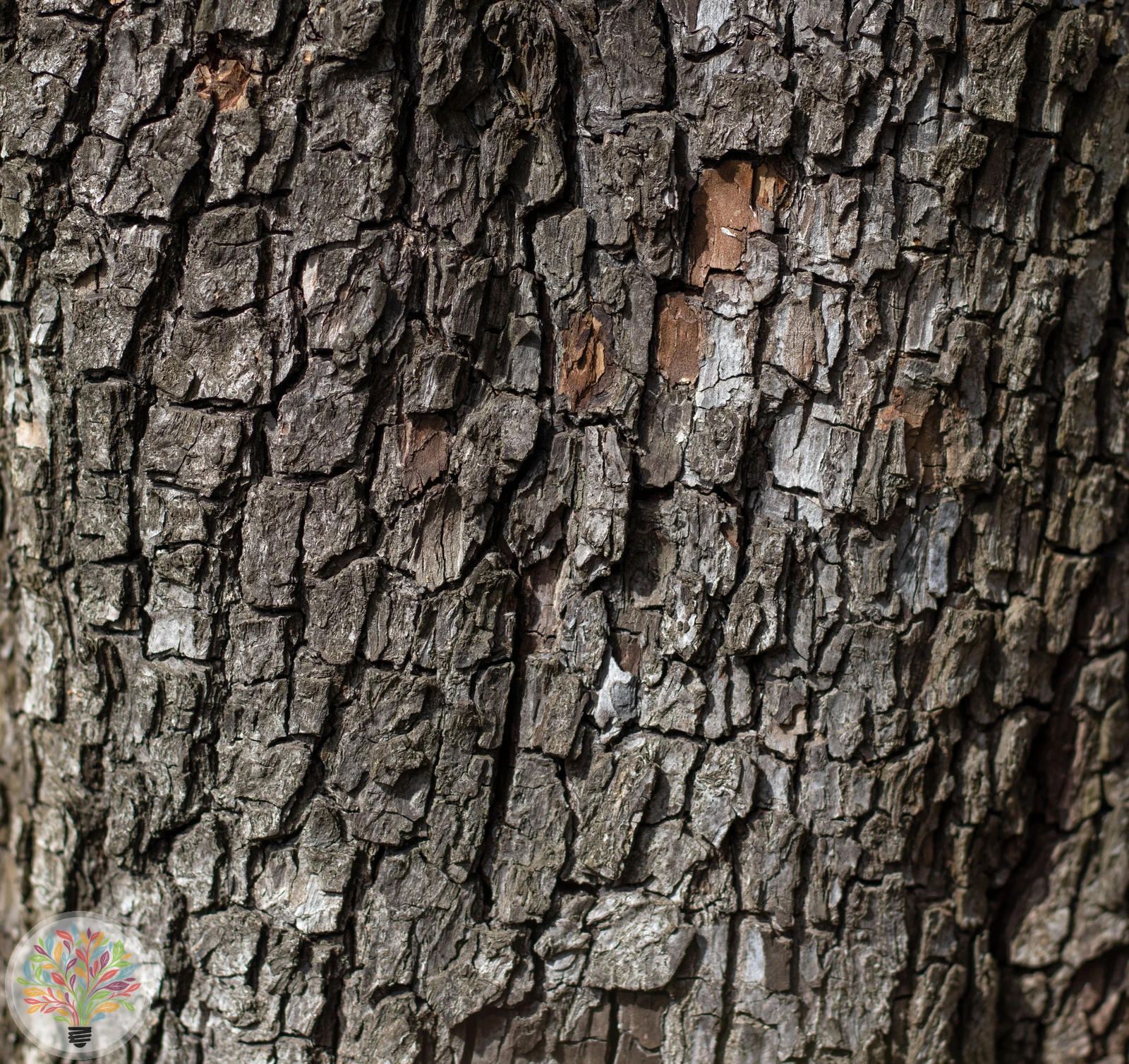 Pyrus communis – Afbeelding 6 van 18