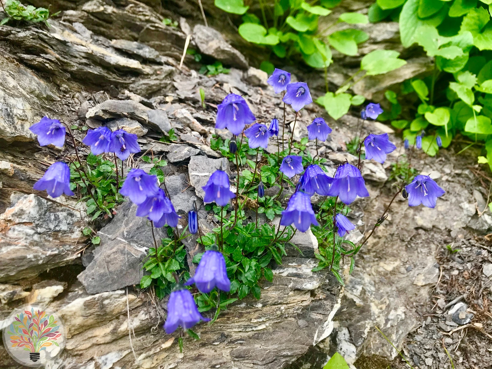 Alpen-Glockenblume – Bild 4 von 4