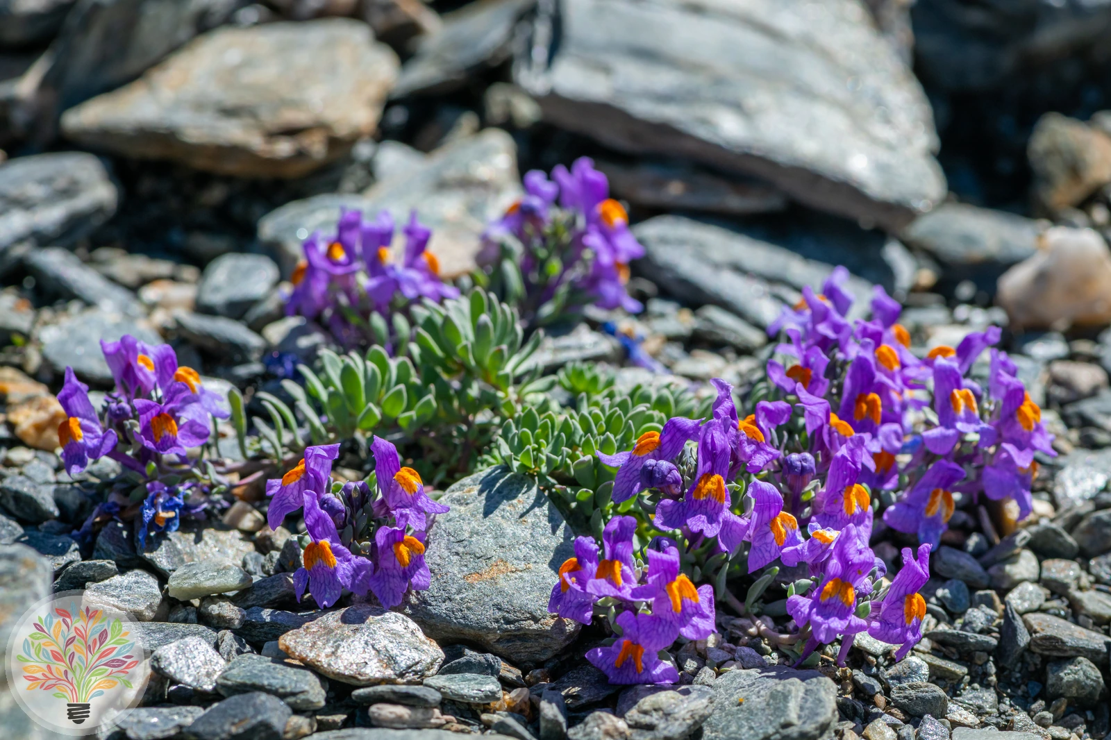 Alpen-Leinkraut – Bild 3 von 4