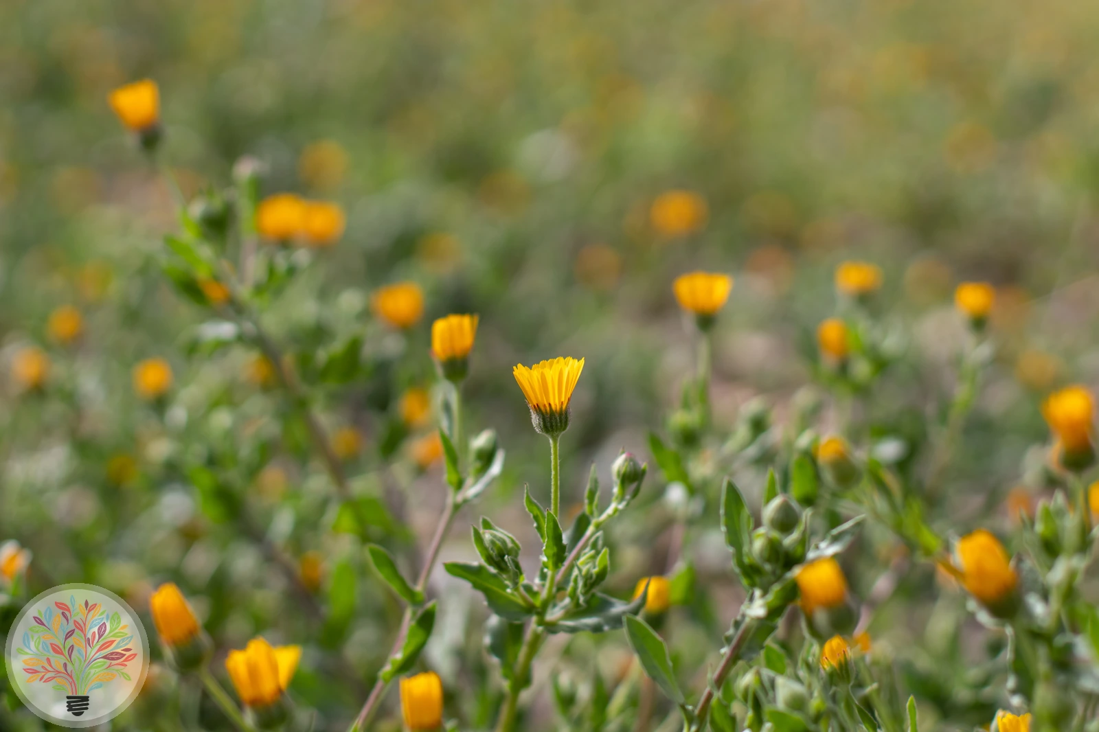 Acker-Ringelblume – Bild 3 von 3