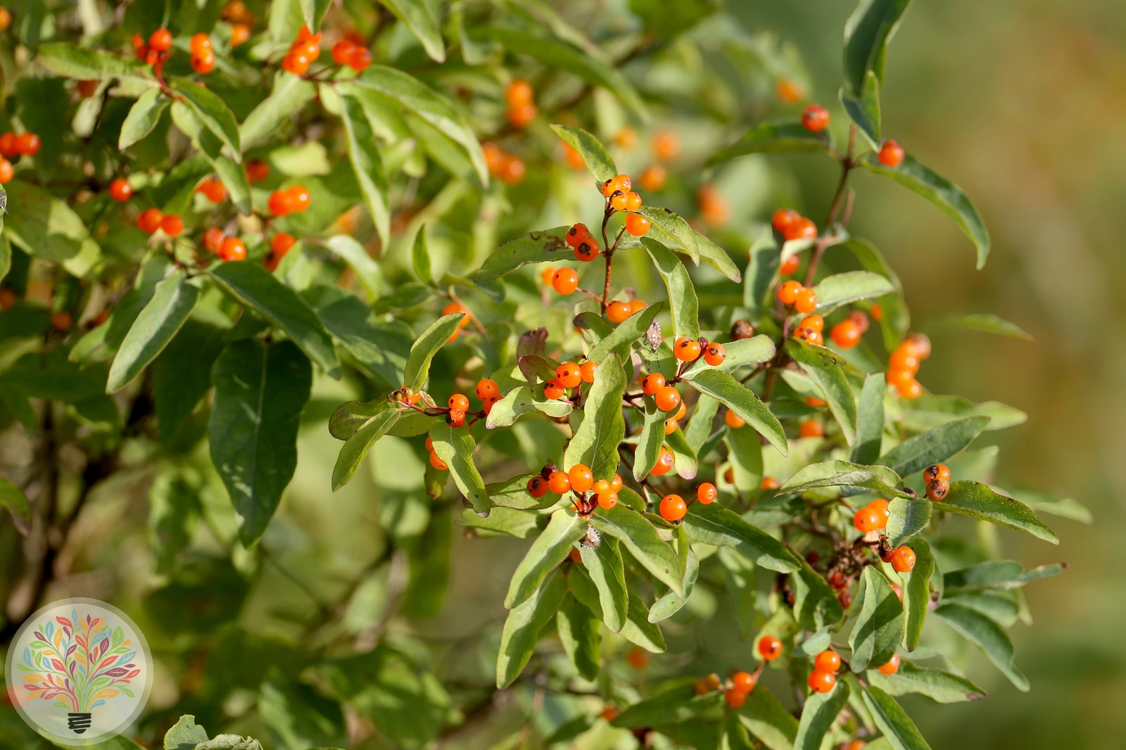 Lonicera tatarica – Afbeelding 3 van 4