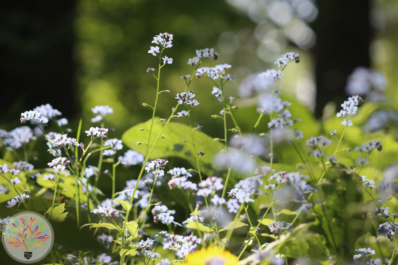 Acker-Vergissmeinnicht – Bild 1 von 3