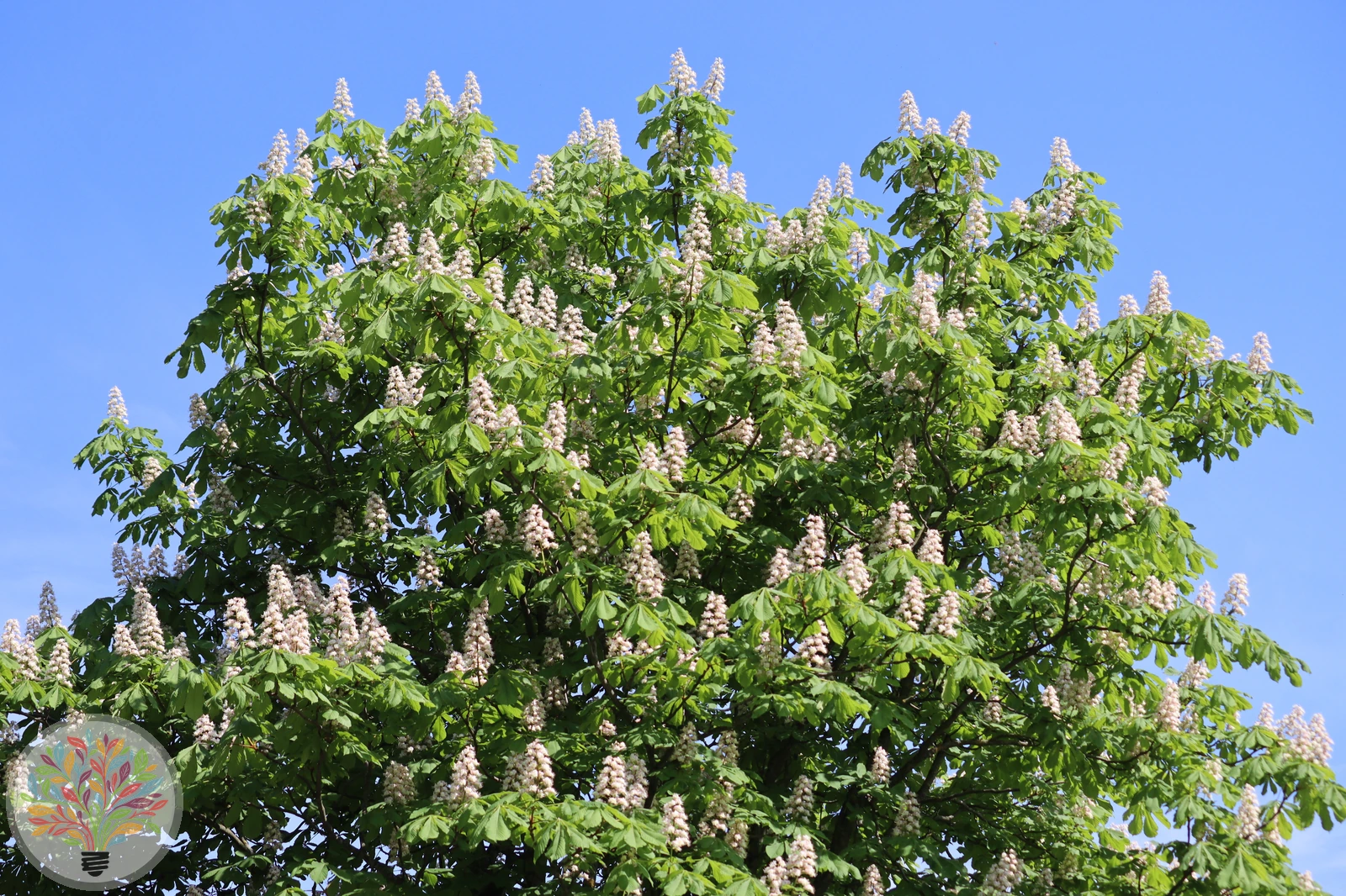 Aesculus hippocastanum – Afbeelding 2 van 7
