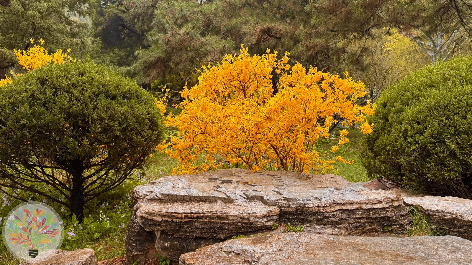 Hänge-Forsythie – Bild 3 von 4