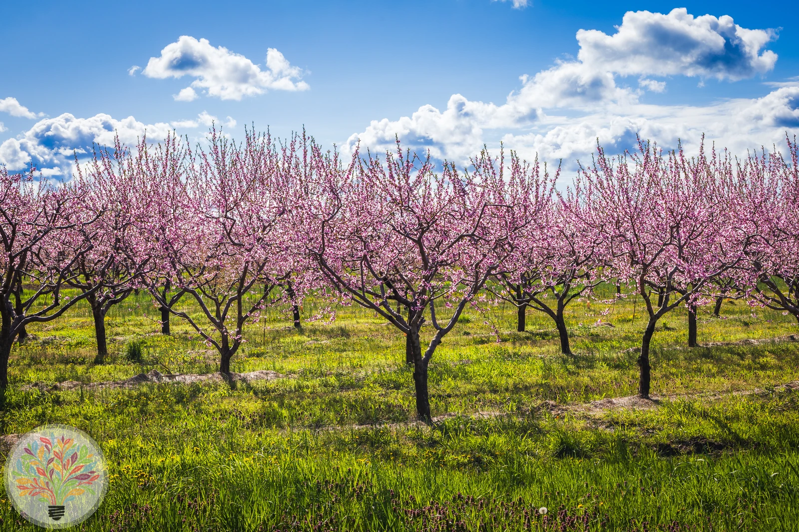 Prunus persica – Afbeelding 4 van 4