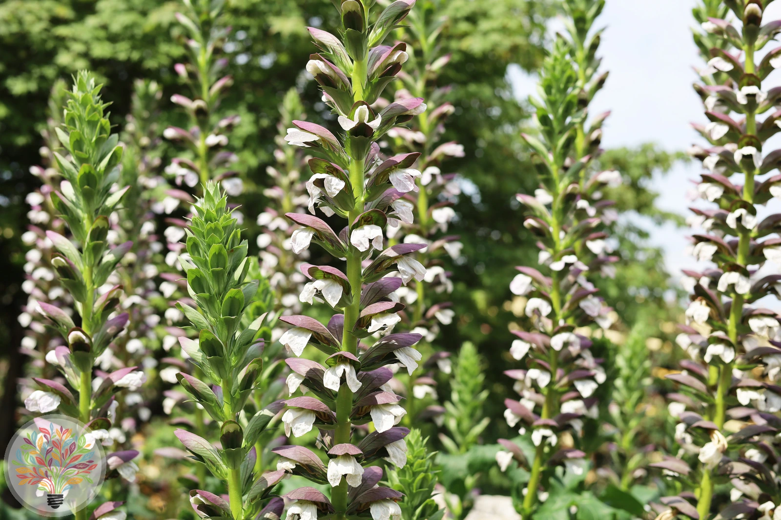 Acanthus mollis – Afbeelding 3 van 4