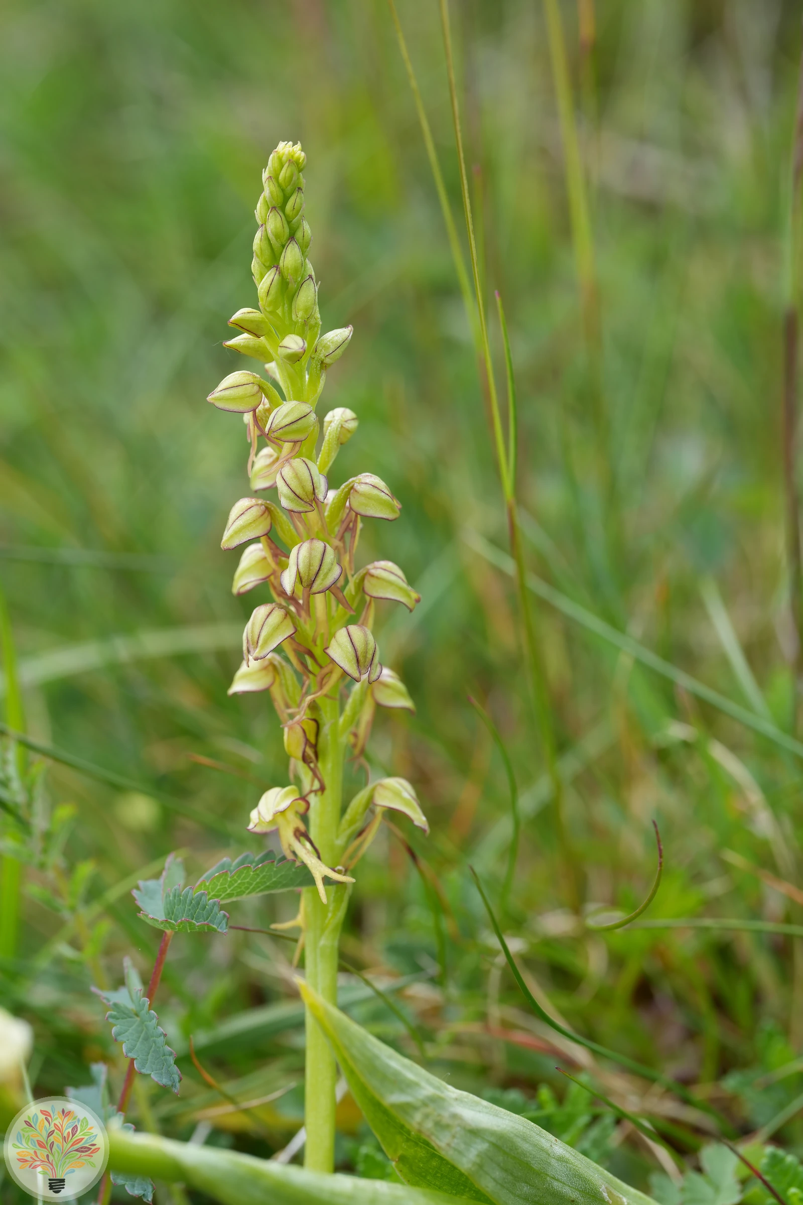Ohnhorn-Knabenkraut – Bild 3 von 3