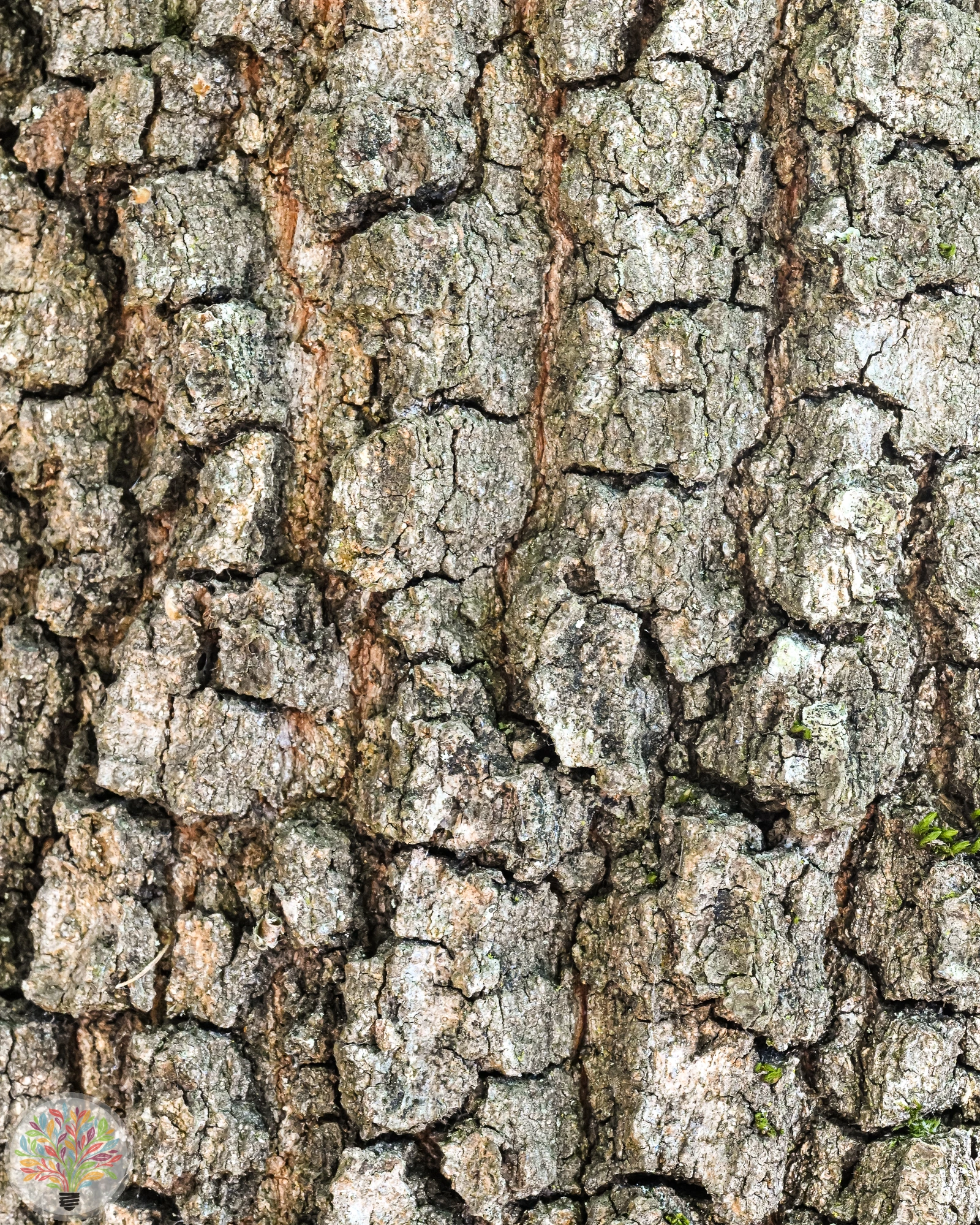Quercus pubescens – Afbeelding 4 van 6
