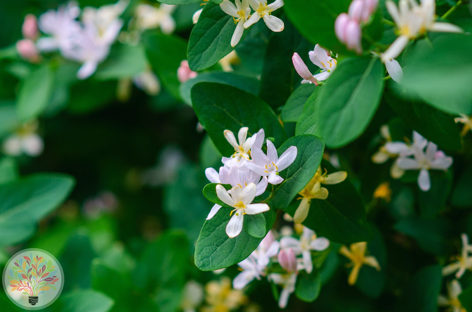 Lonicera tatarica – Afbeelding 2 van 4