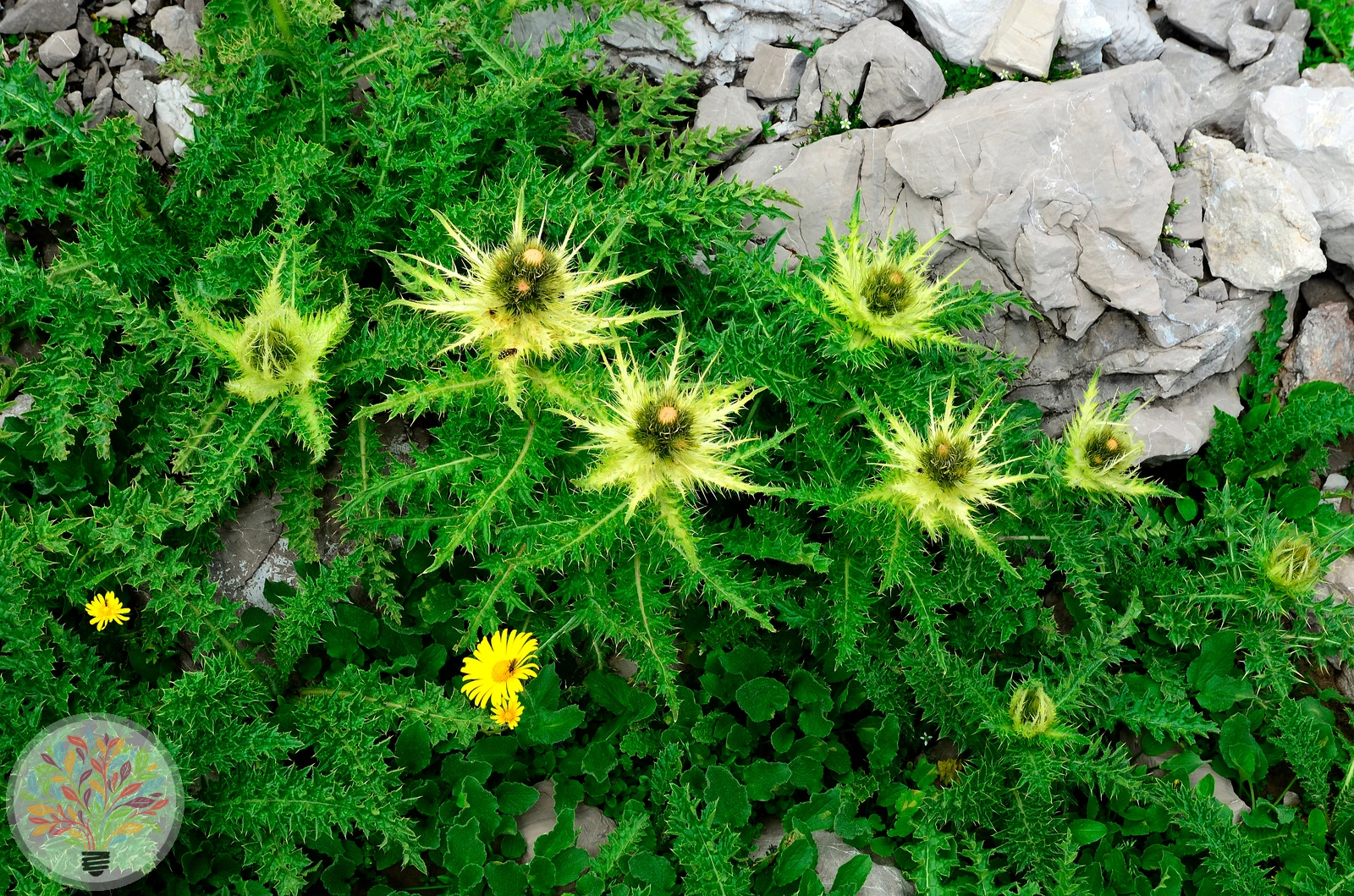 Alpen-Kratzdistel – Bild 2 von 4