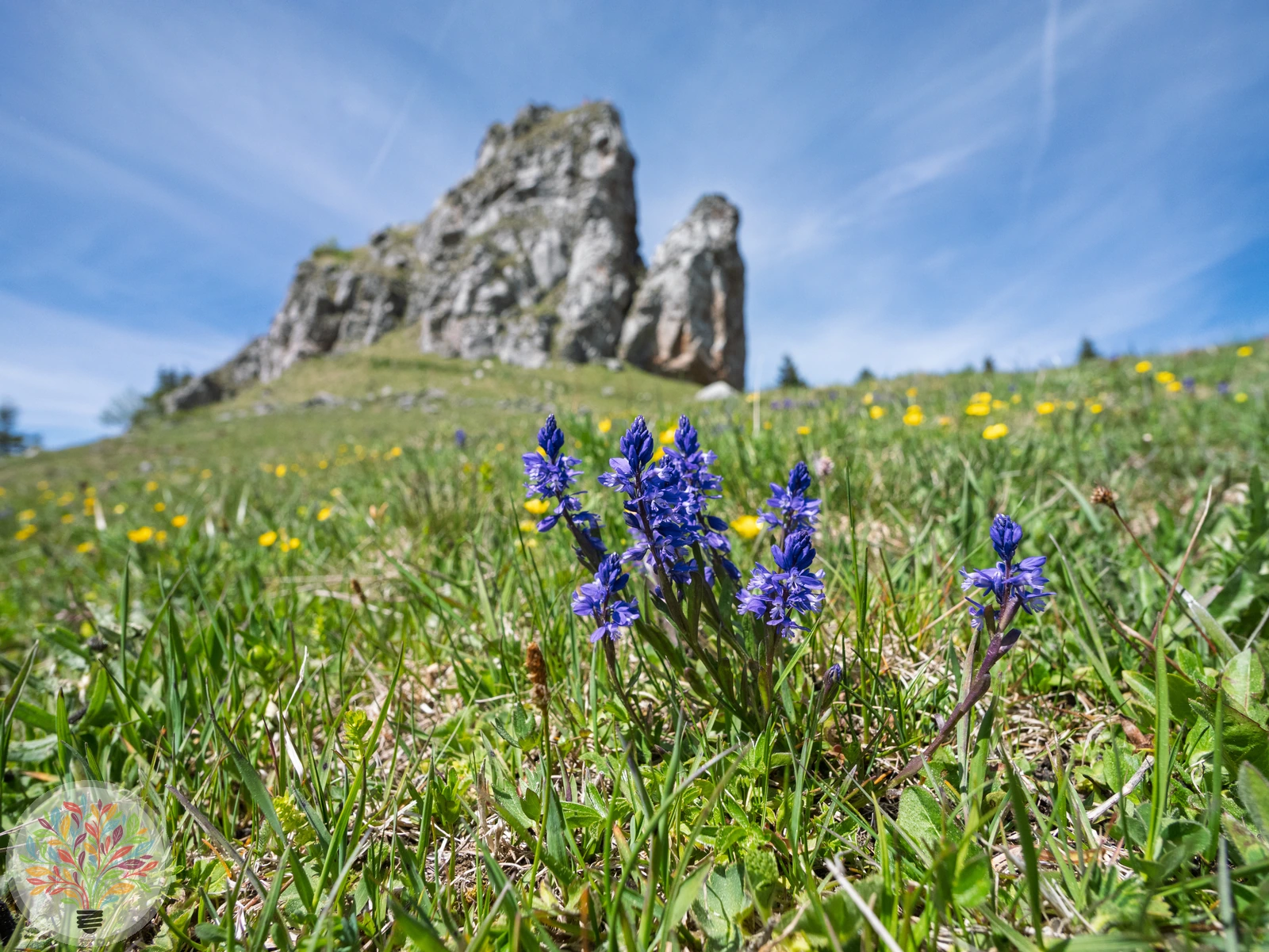 Alpen-Kreuzblümchen
