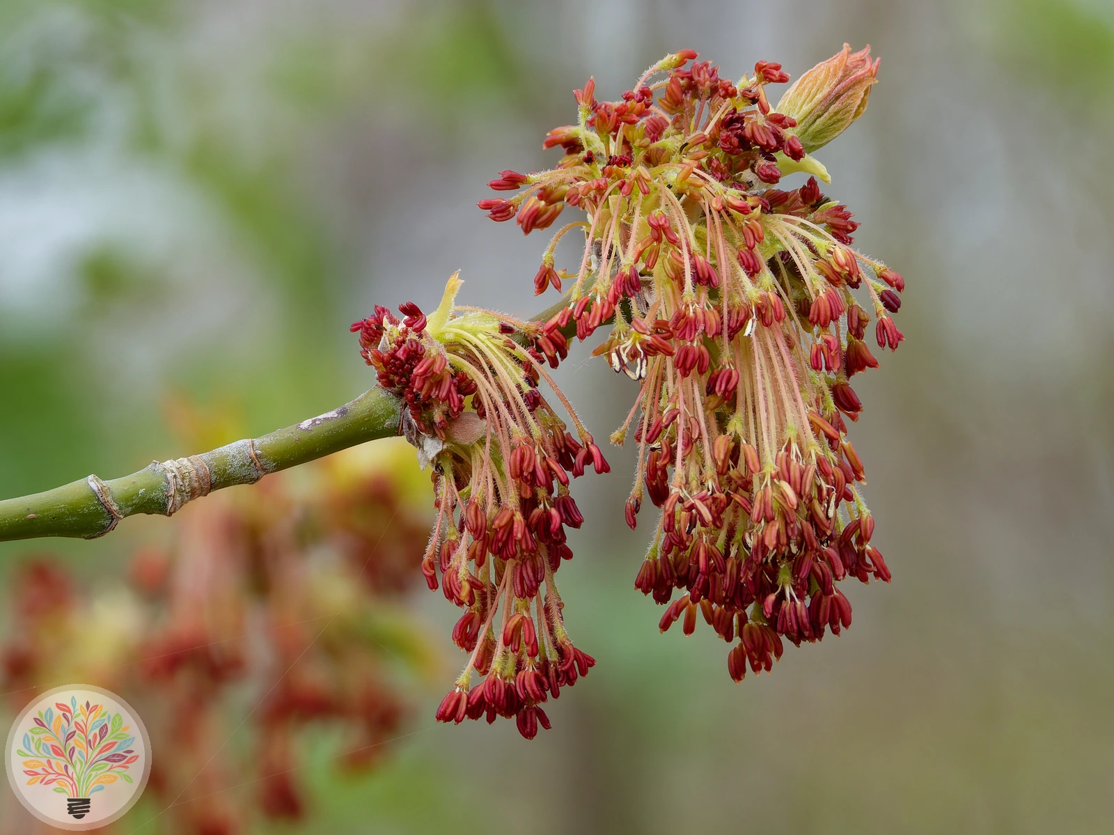 Acer negundo – Afbeelding 2 van 3