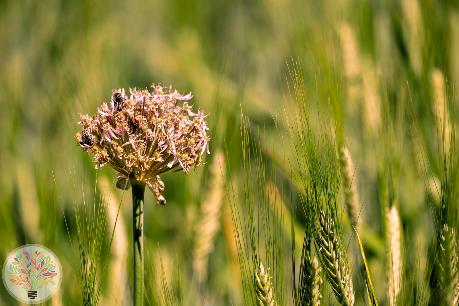 Ackerlauch – Bild 2 von 3