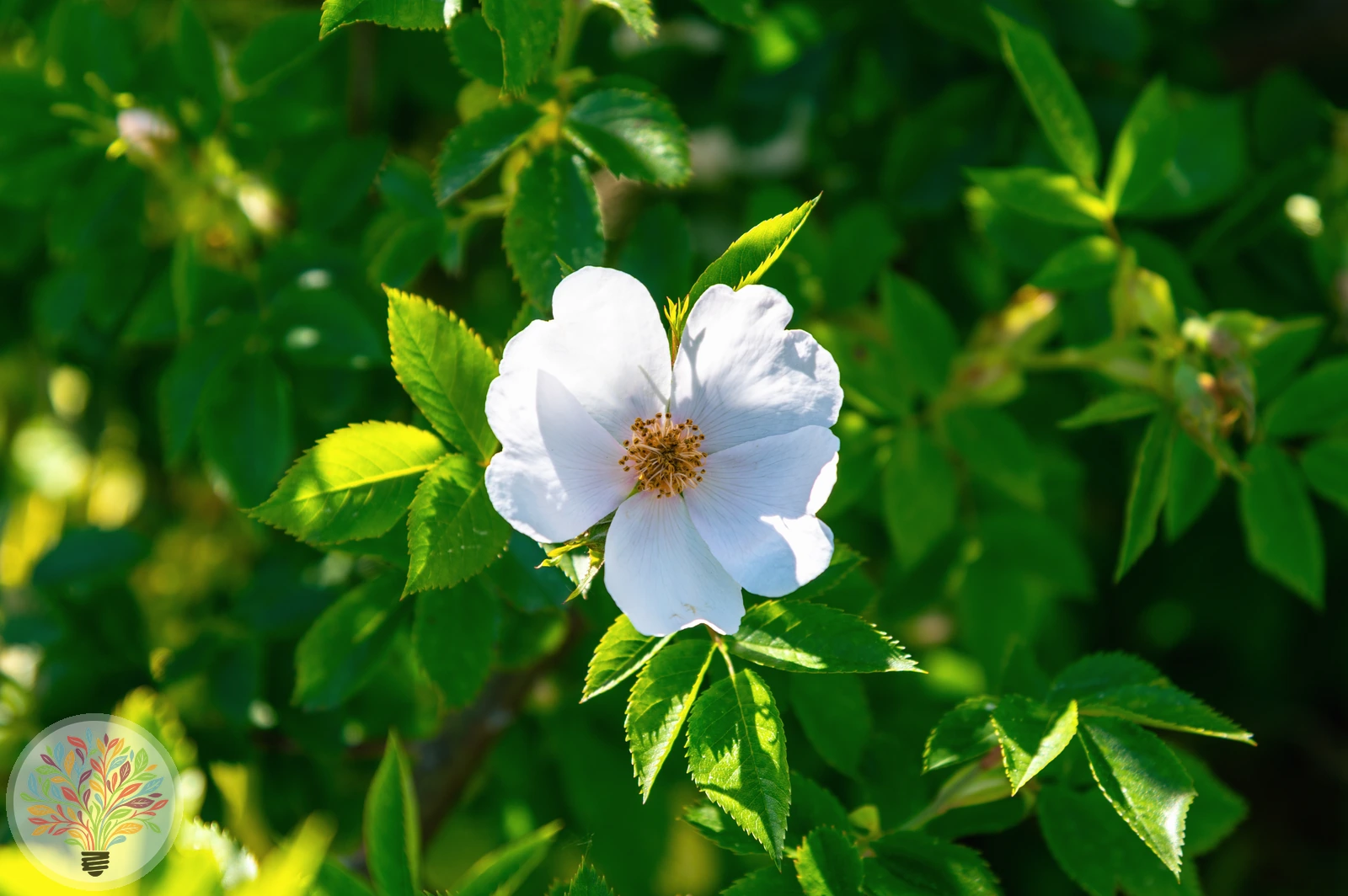 Acker-Rose – Bild 3 von 3