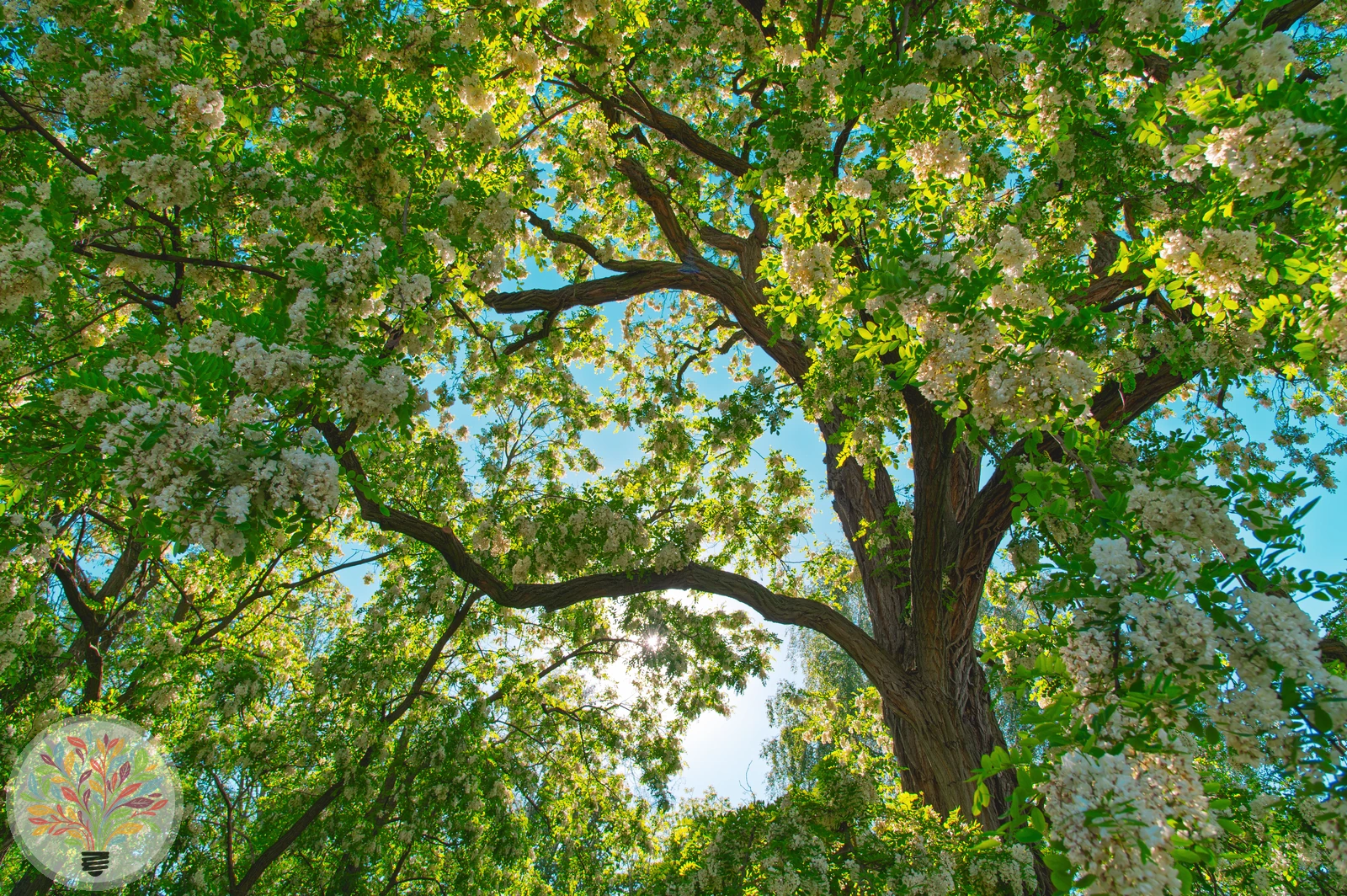 Robinia pseudoacacia – Afbeelding 3 van 9