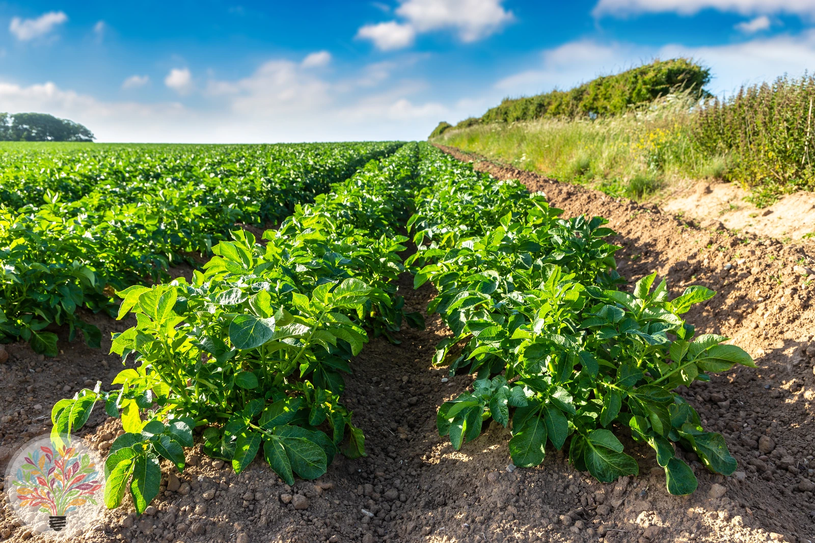 Solanum tuberosum – Afbeelding 9 van 10