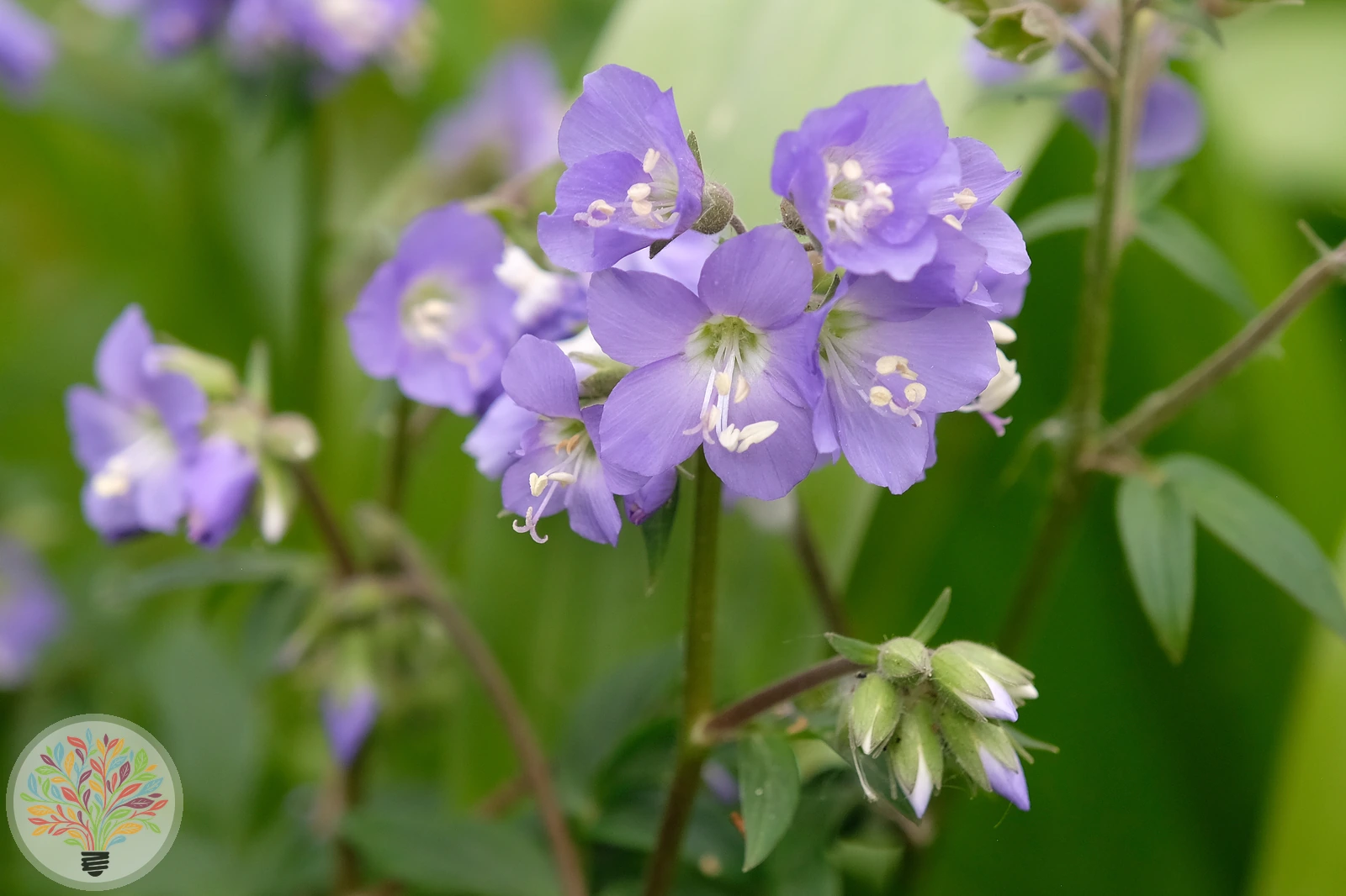 Blaue Himmelsleiter – Bild 2 von 2