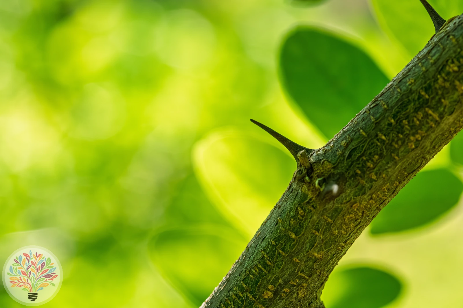 Robinia pseudoacacia – Afbeelding 7 van 9