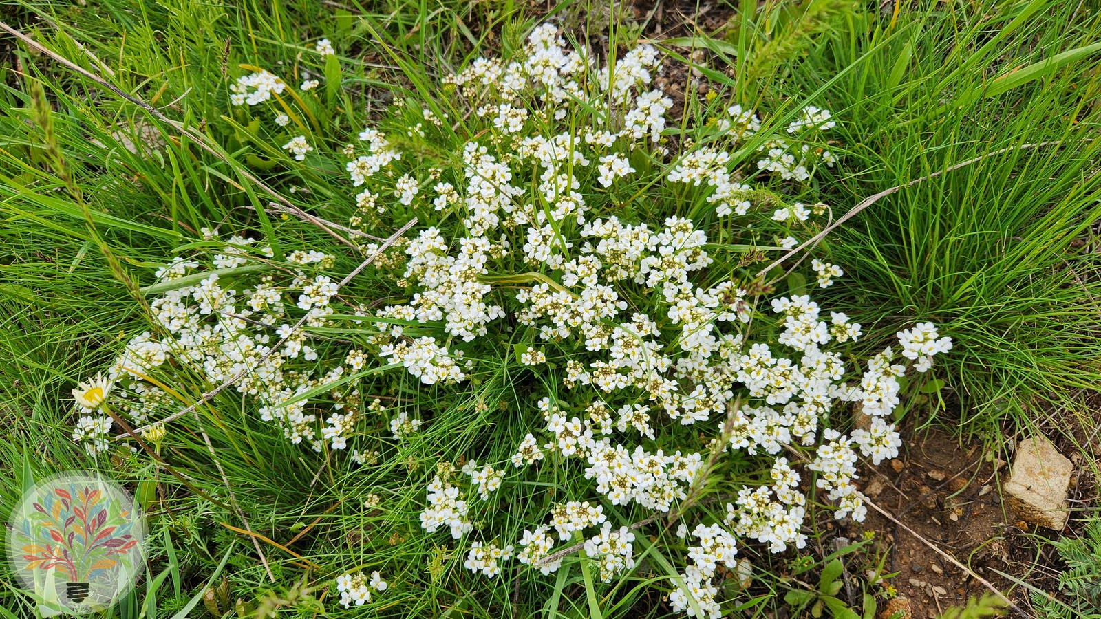 Alpen-Gänsekresse – Bild 3 von 3