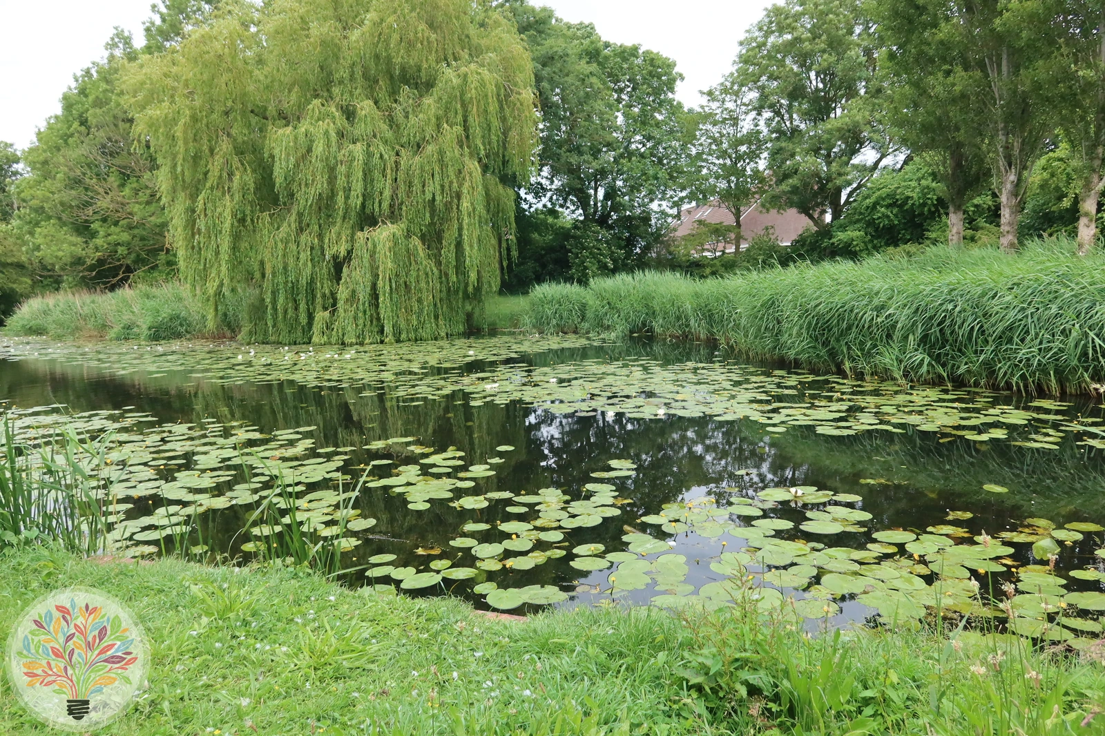 Echte Trauerweide – Bild 2 von 2