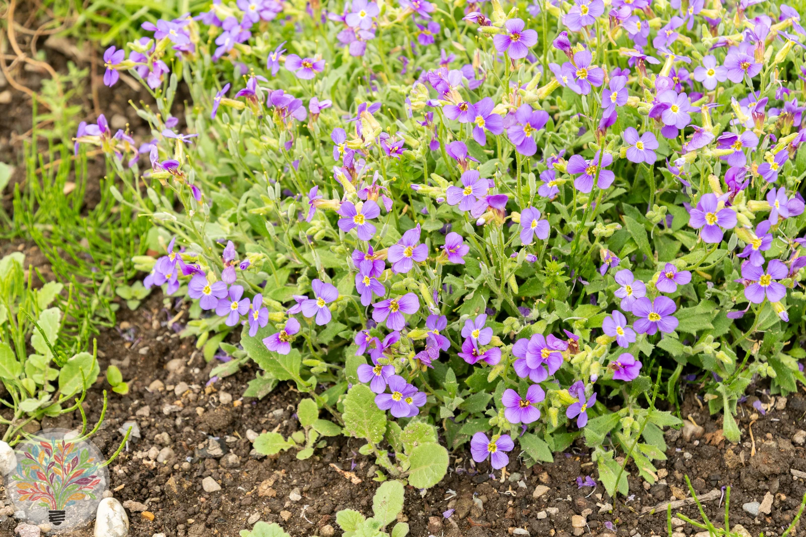 Griechisches Blaukissen – Bild 2 von 2
