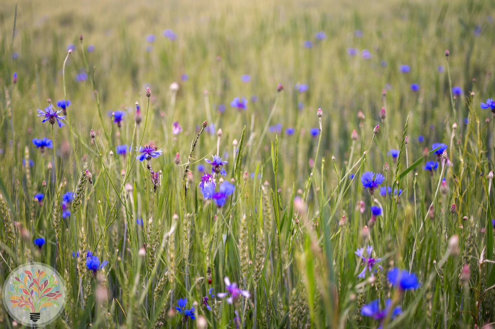 Korn-Flockenblume – Bild 4 von 4