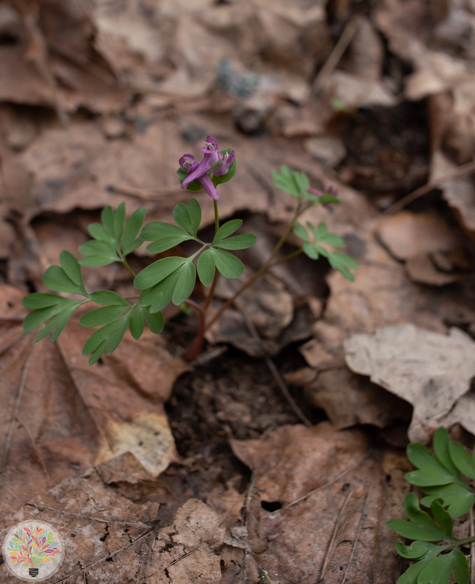 Mittlerer Lerchensporn – Bild 3 von 3