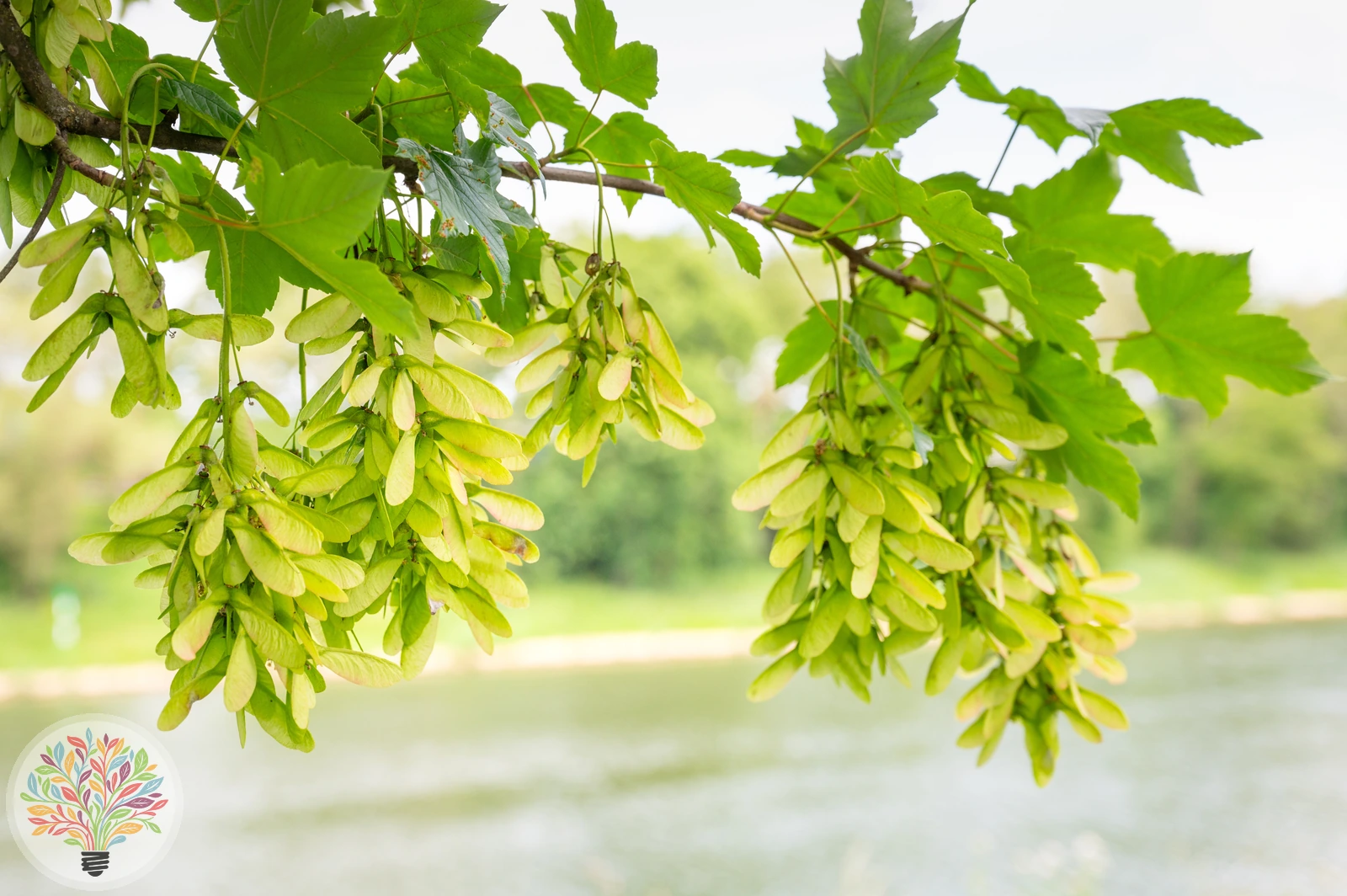 Acer pseudoplatanus – Afbeelding 3 van 6