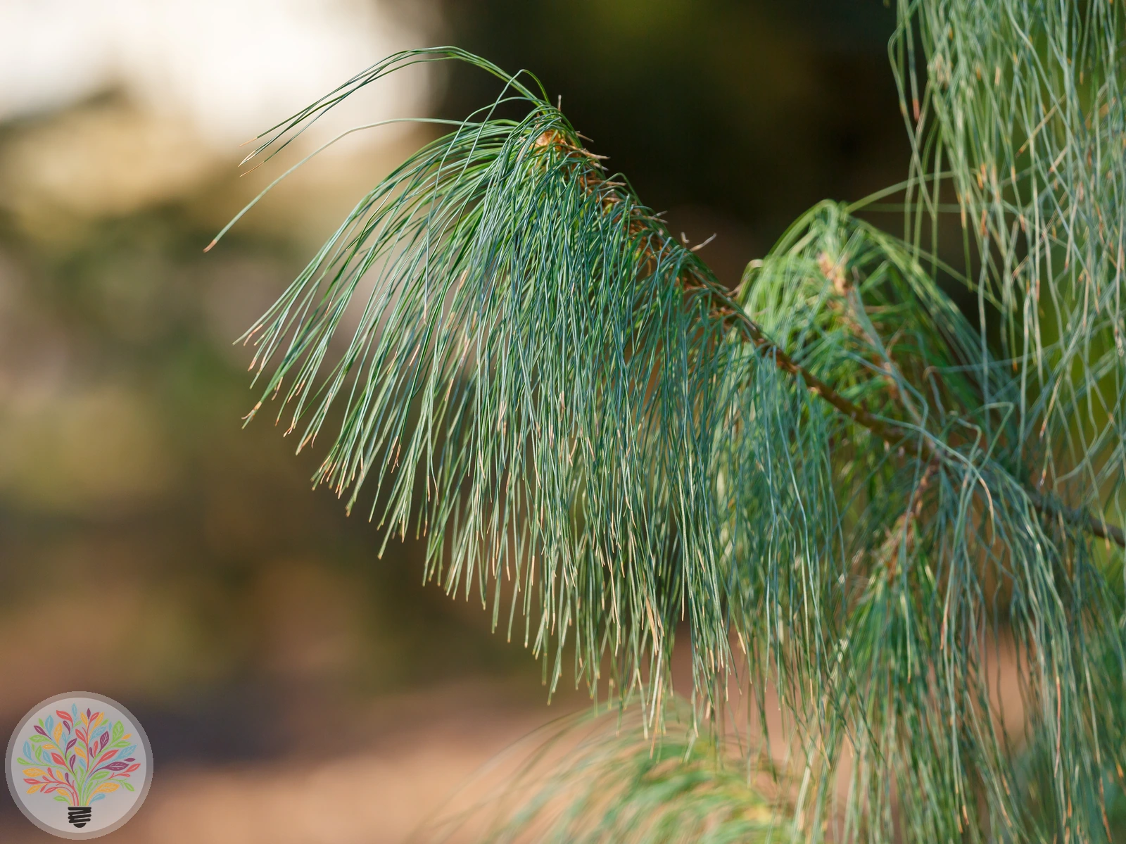 Pinus strobus – Afbeelding 2 van 5