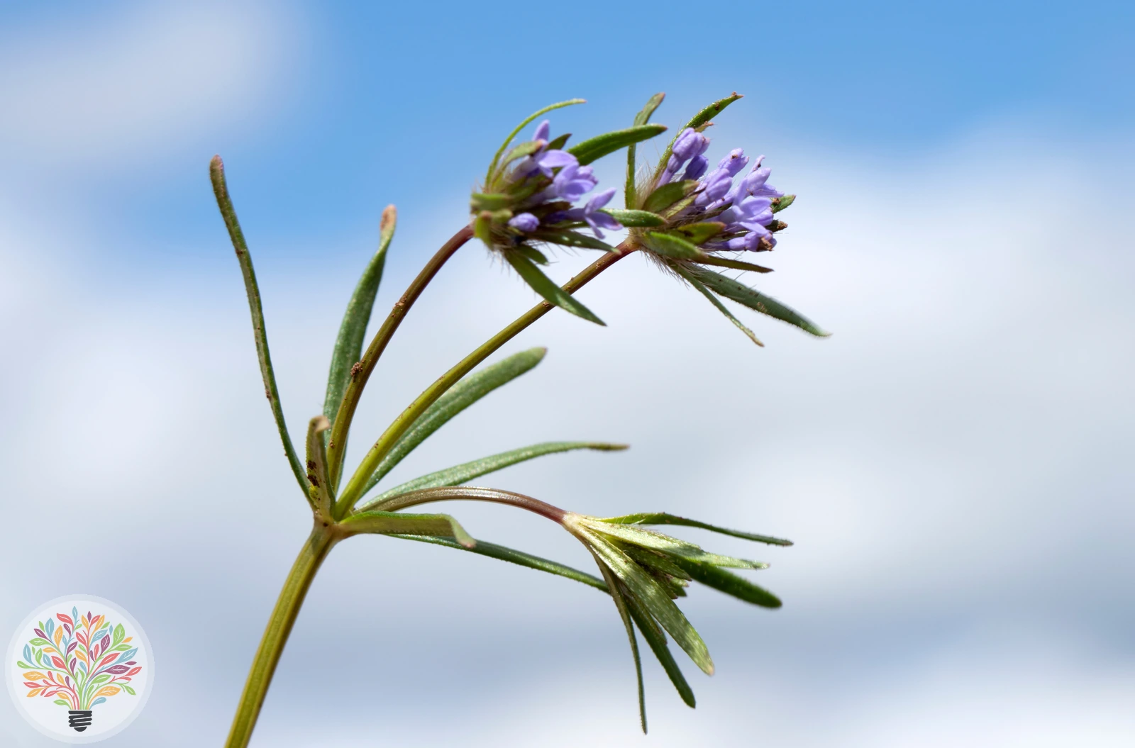 Akkerbedstro – Afbeelding 1 van 2
