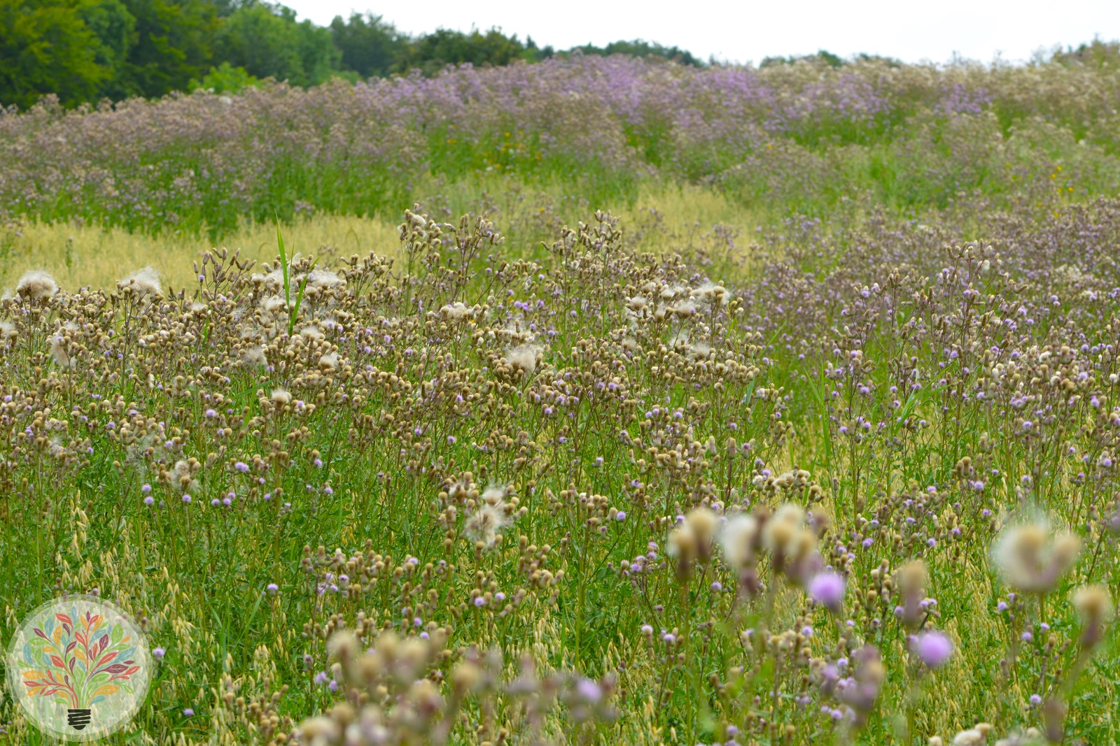 Acker-Kratzdistel – Bild 5 von 5
