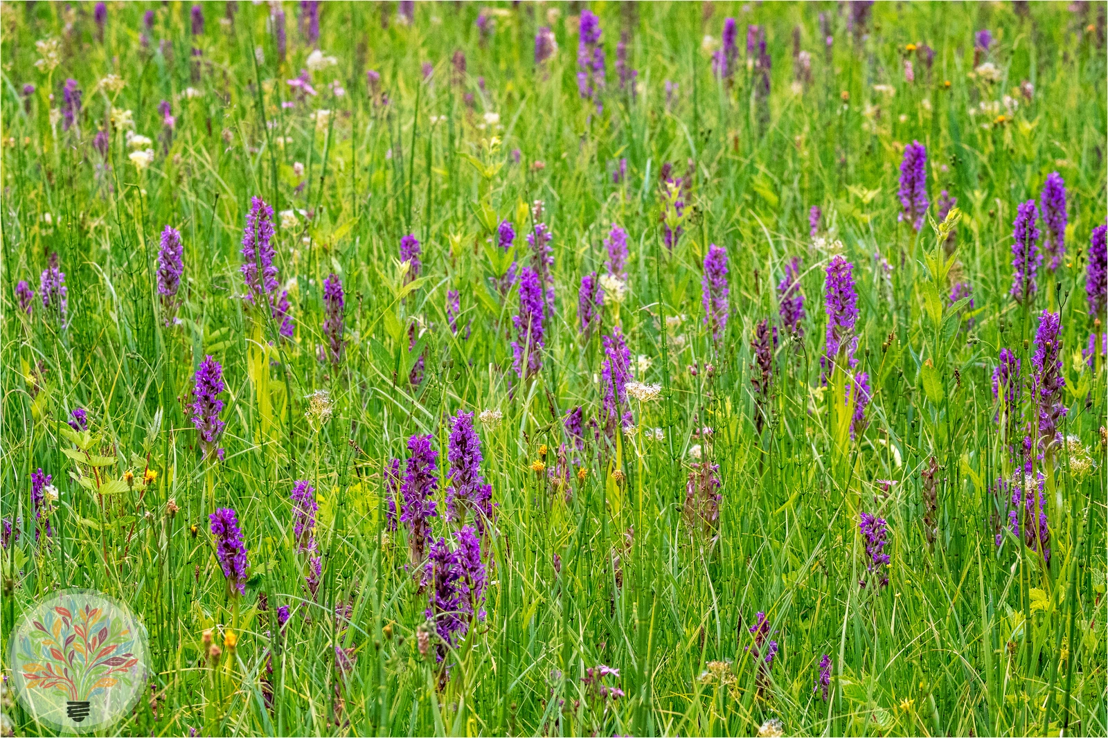 Breitblättrige Fingerwurz – Bild 4 von 4