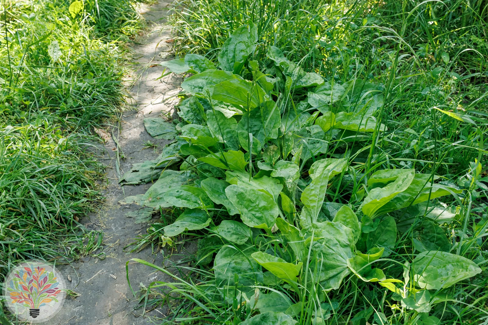 Breit-Wegerich – Bild 3 von 3