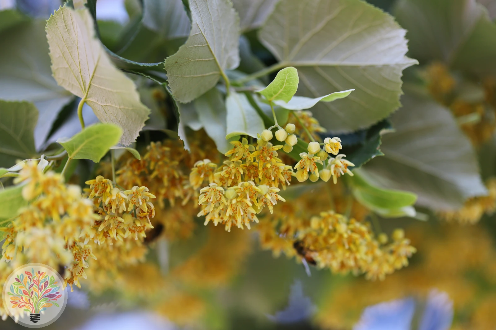 Tilia tomentosa – Afbeelding 2 van 5