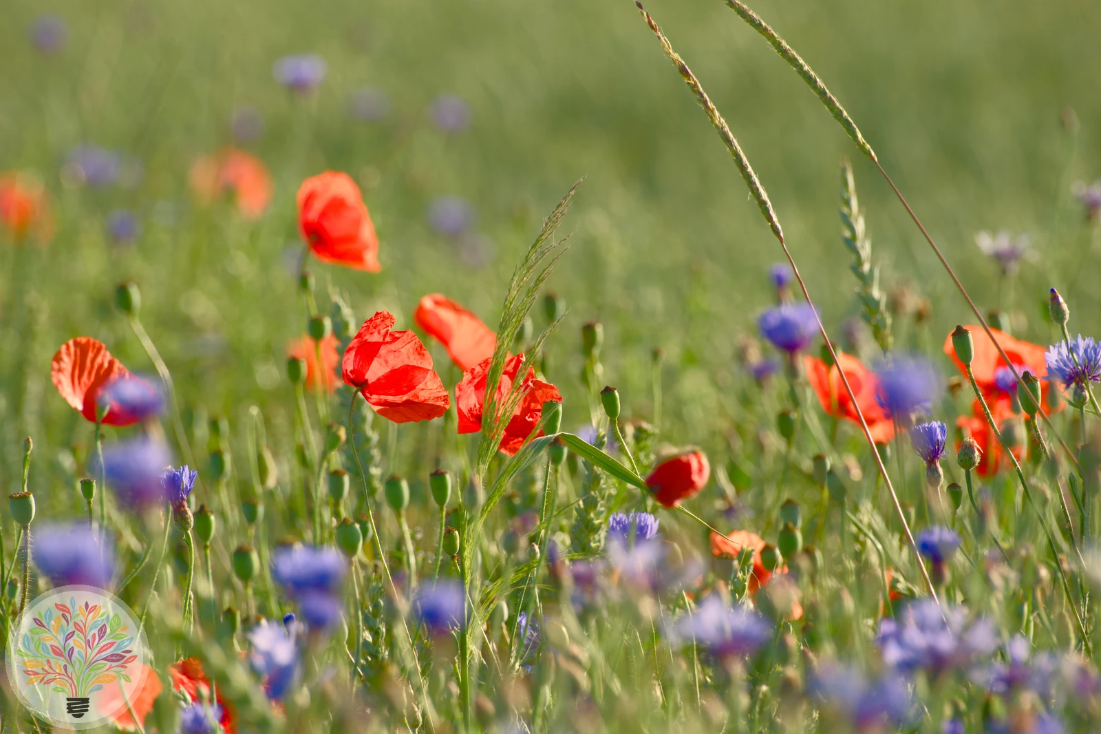 Klatsch-Mohn – Bild 3 von 4