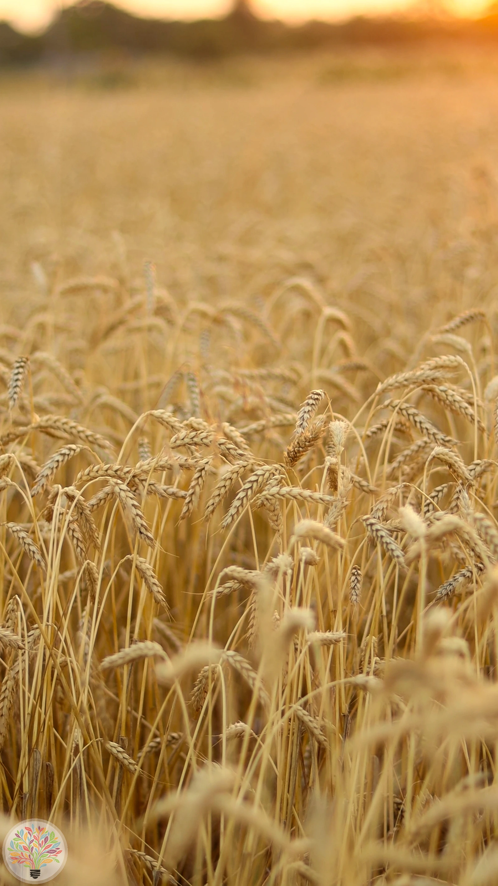 Triticum aestivum – Afbeelding 1 van 5