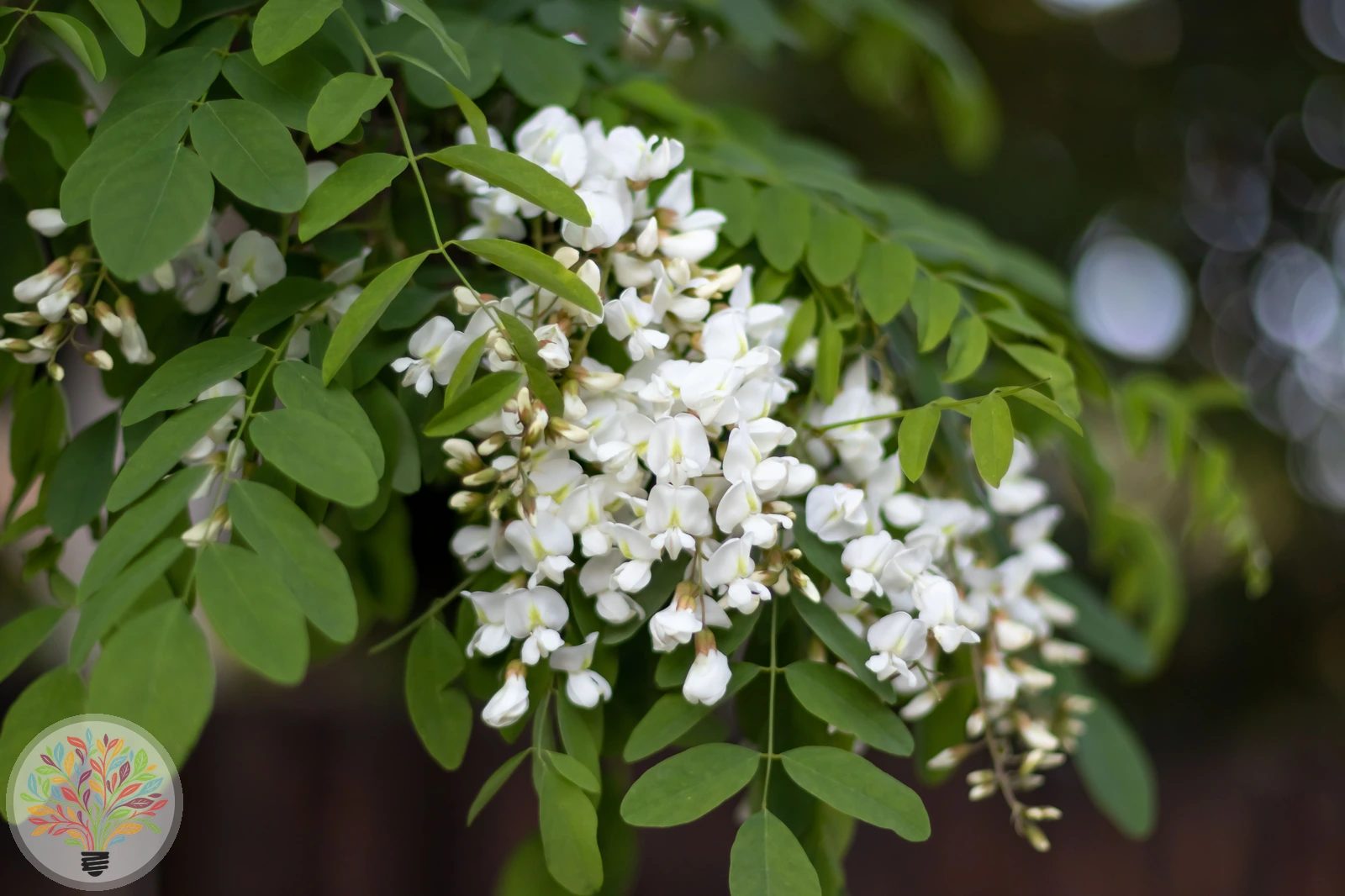Robinia pseudoacacia – Afbeelding 2 van 9