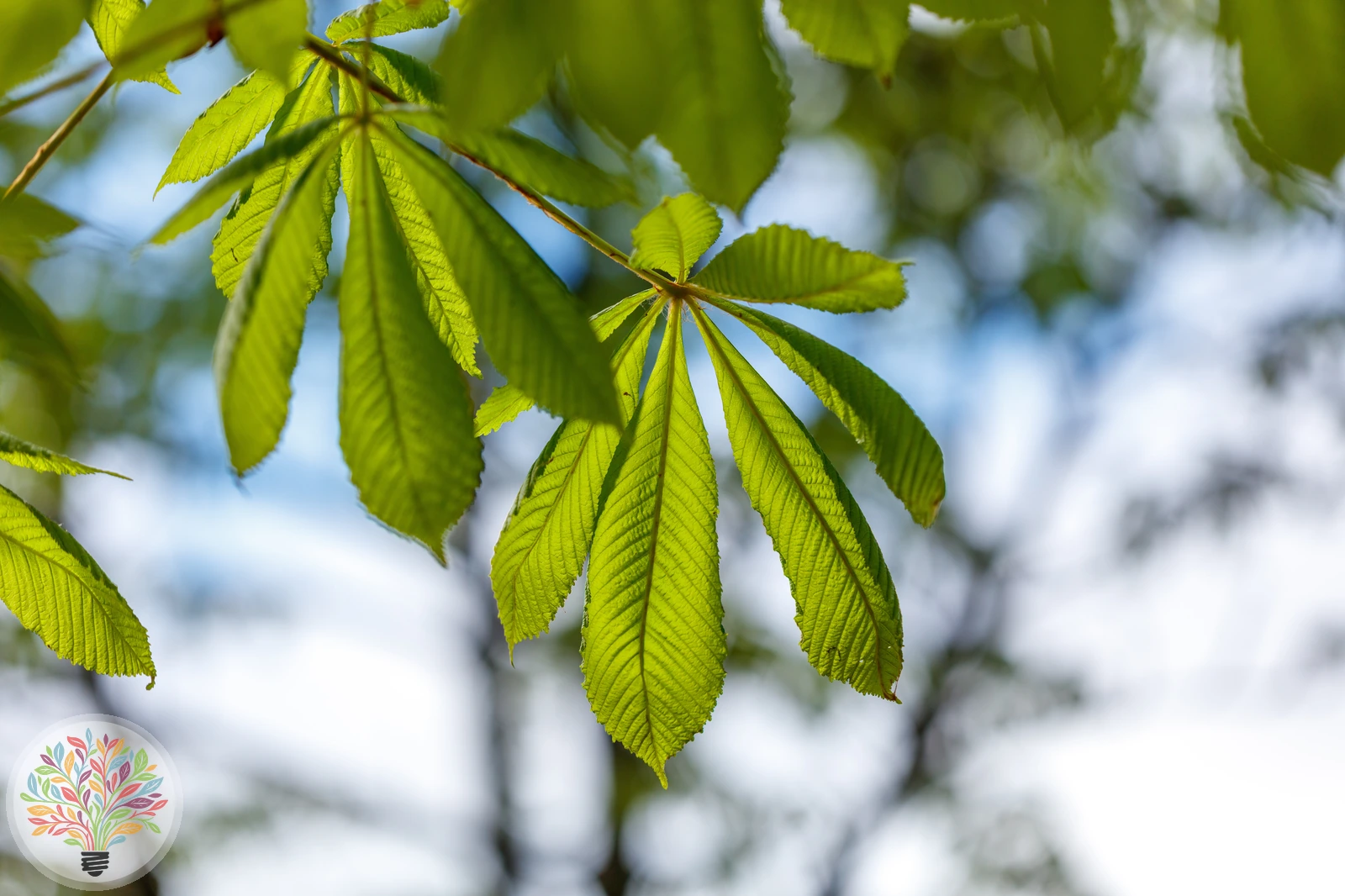 Aesculus hippocastanum – Afbeelding 6 van 7