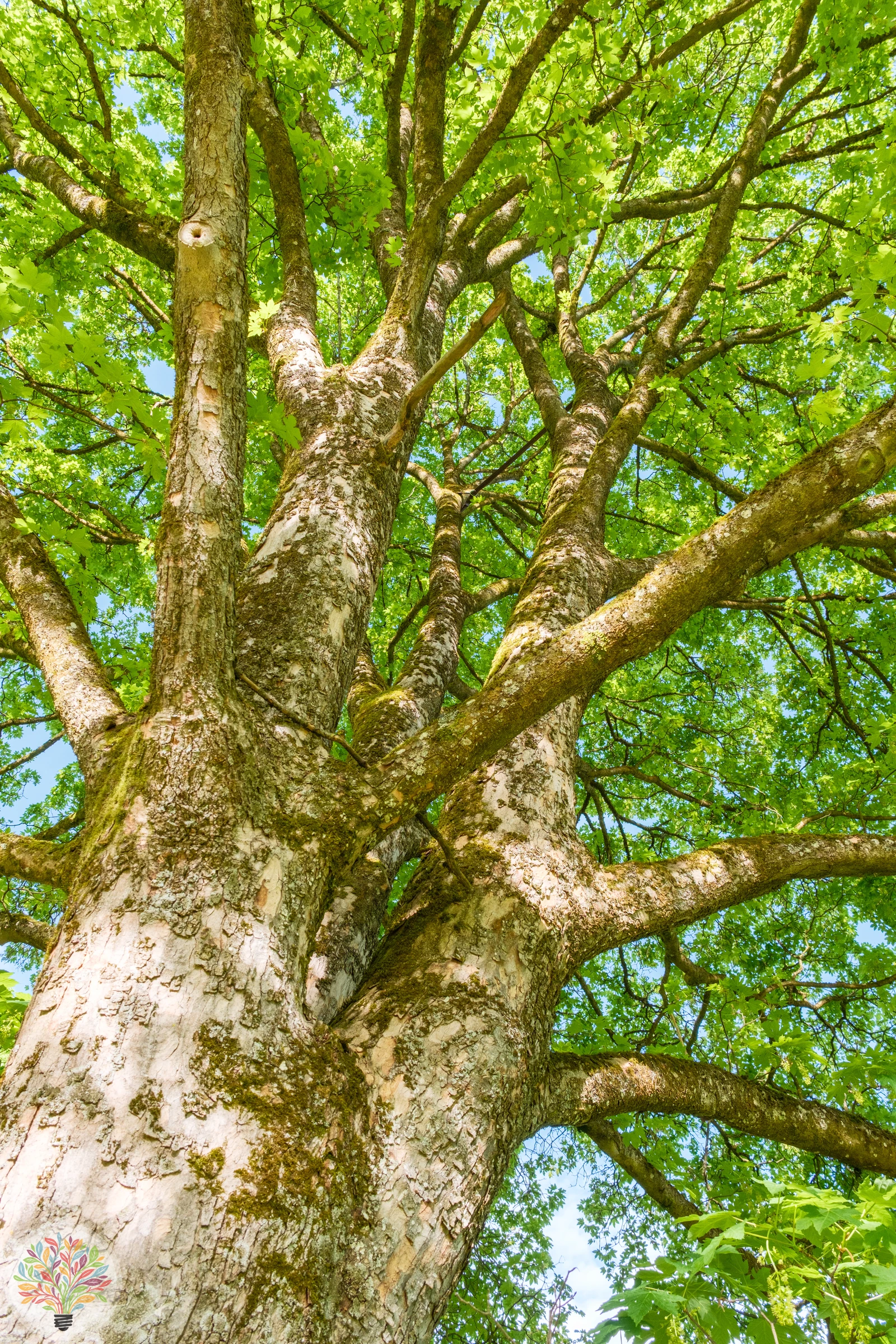 Acer pseudoplatanus – Afbeelding 4 van 6