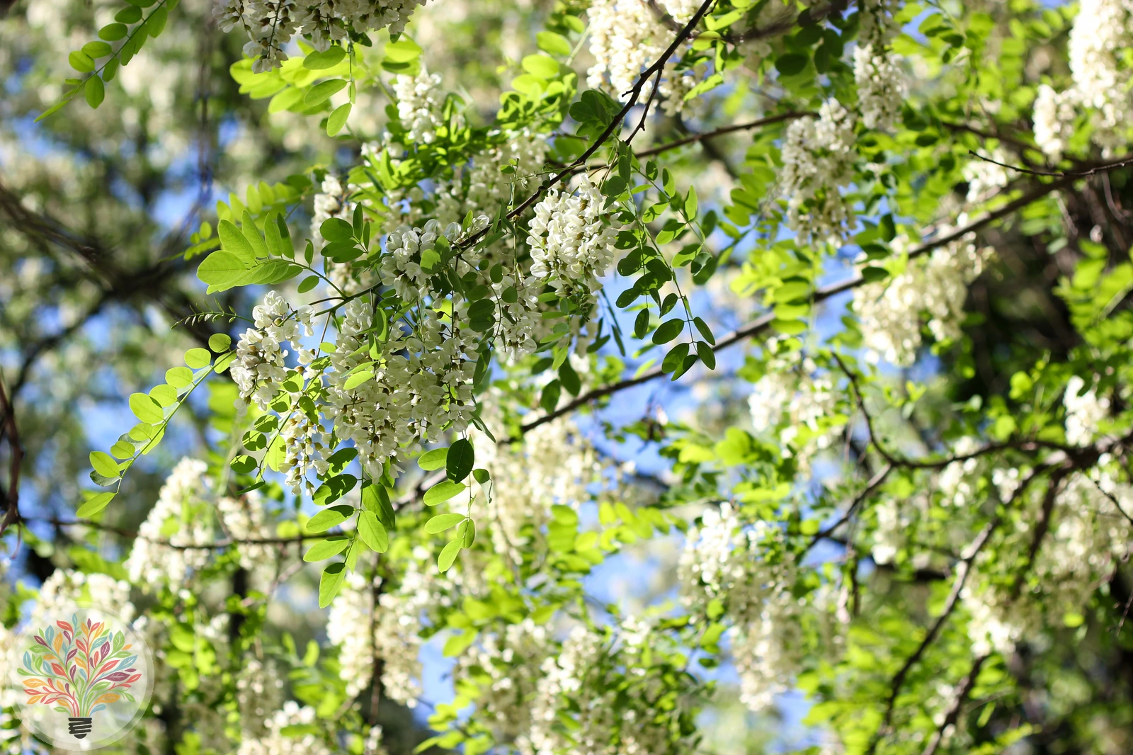Robinia pseudoacacia – Afbeelding 1 van 9