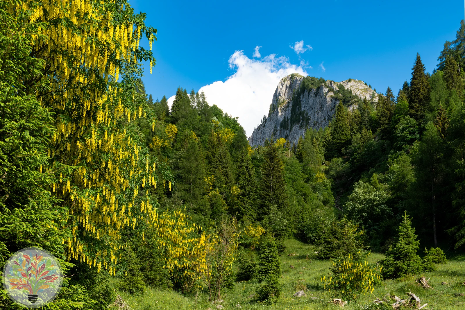 Laburnum anagyroides – Afbeelding 3 van 3